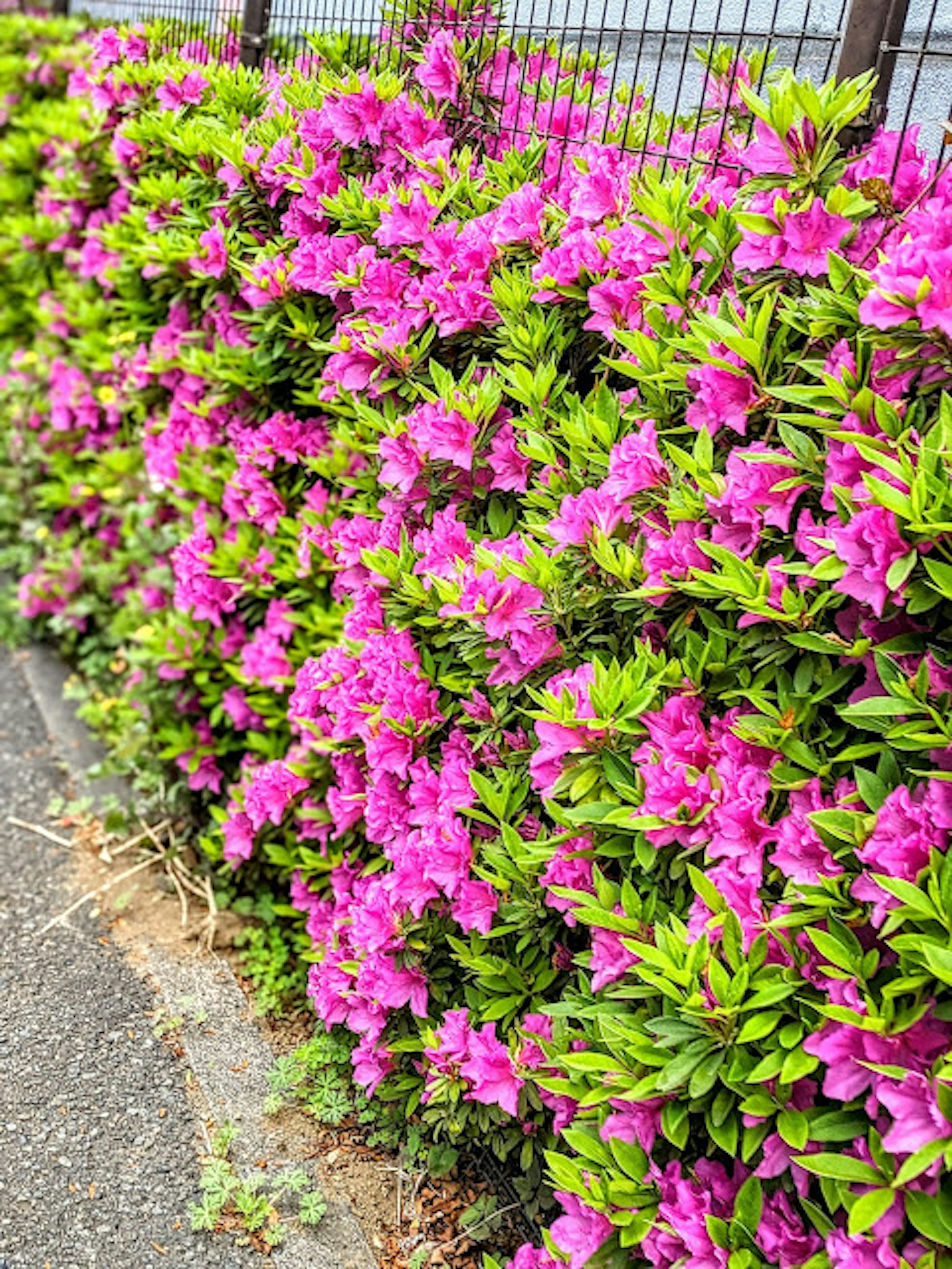 Vibrant pink flowers blooming on a low hedge