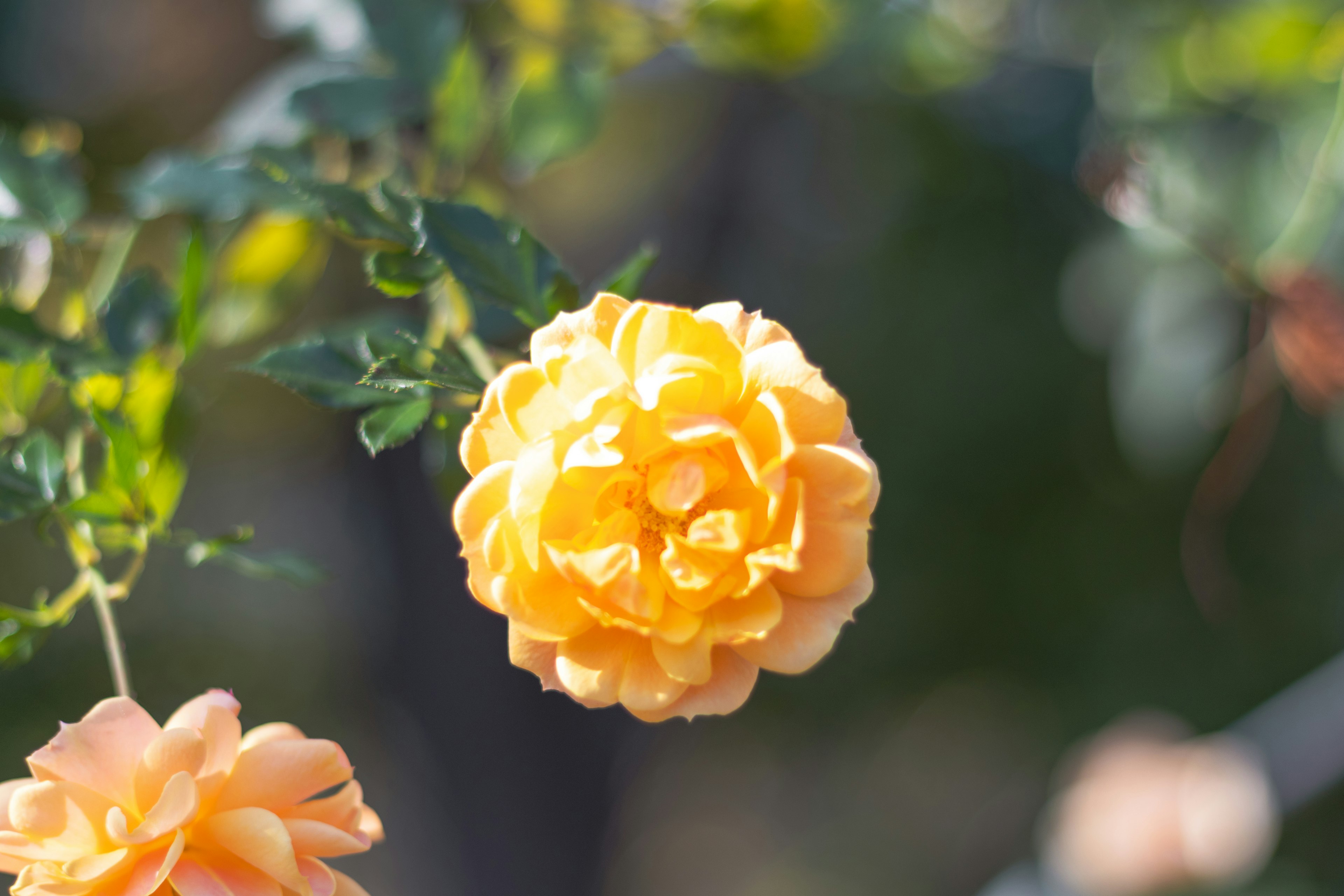 黄色いバラの花が背景にぼかしがありながら鮮やかに咲いている