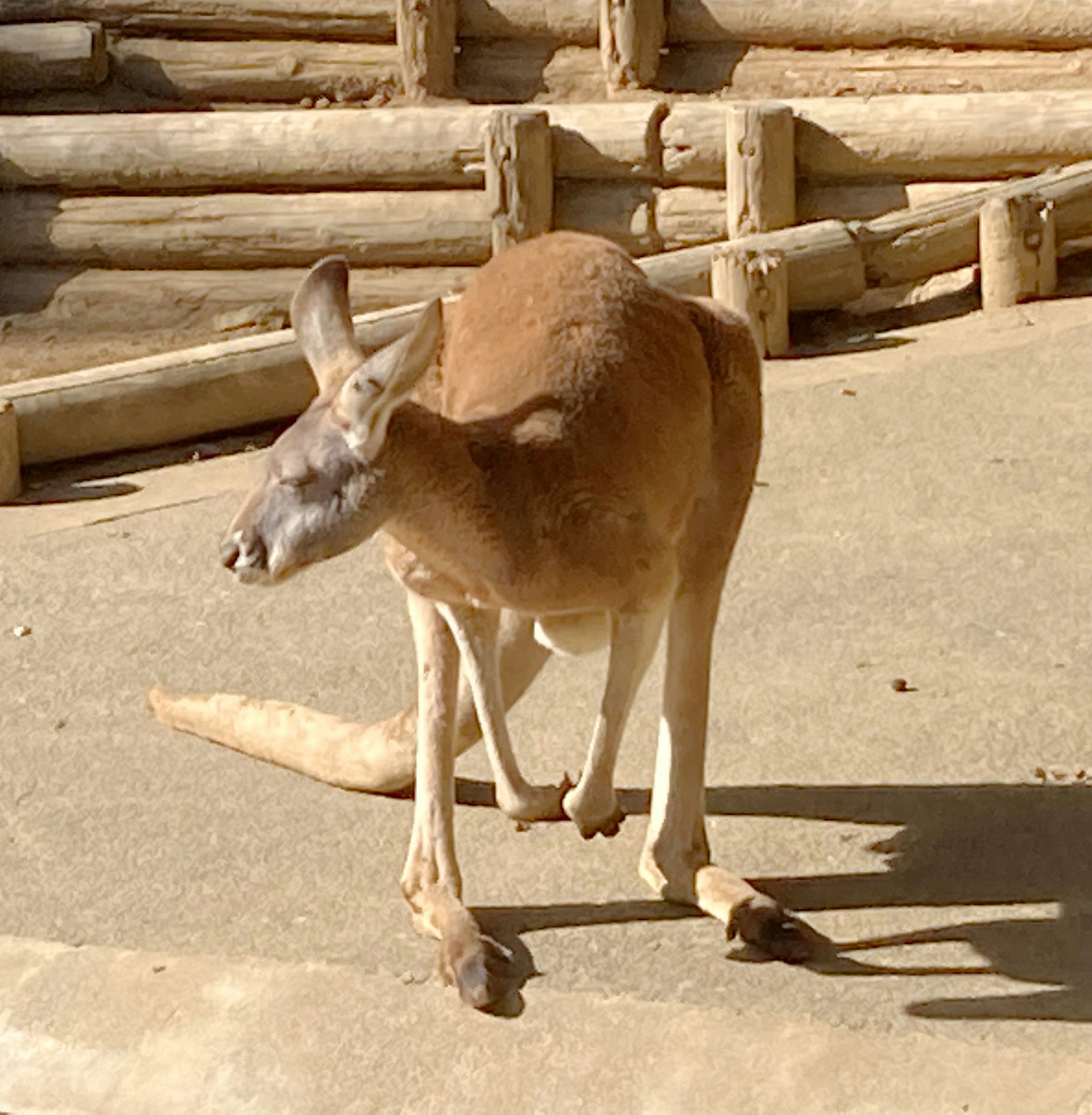 A kangaroo walking in a zoo setting surrounded by wooden logs