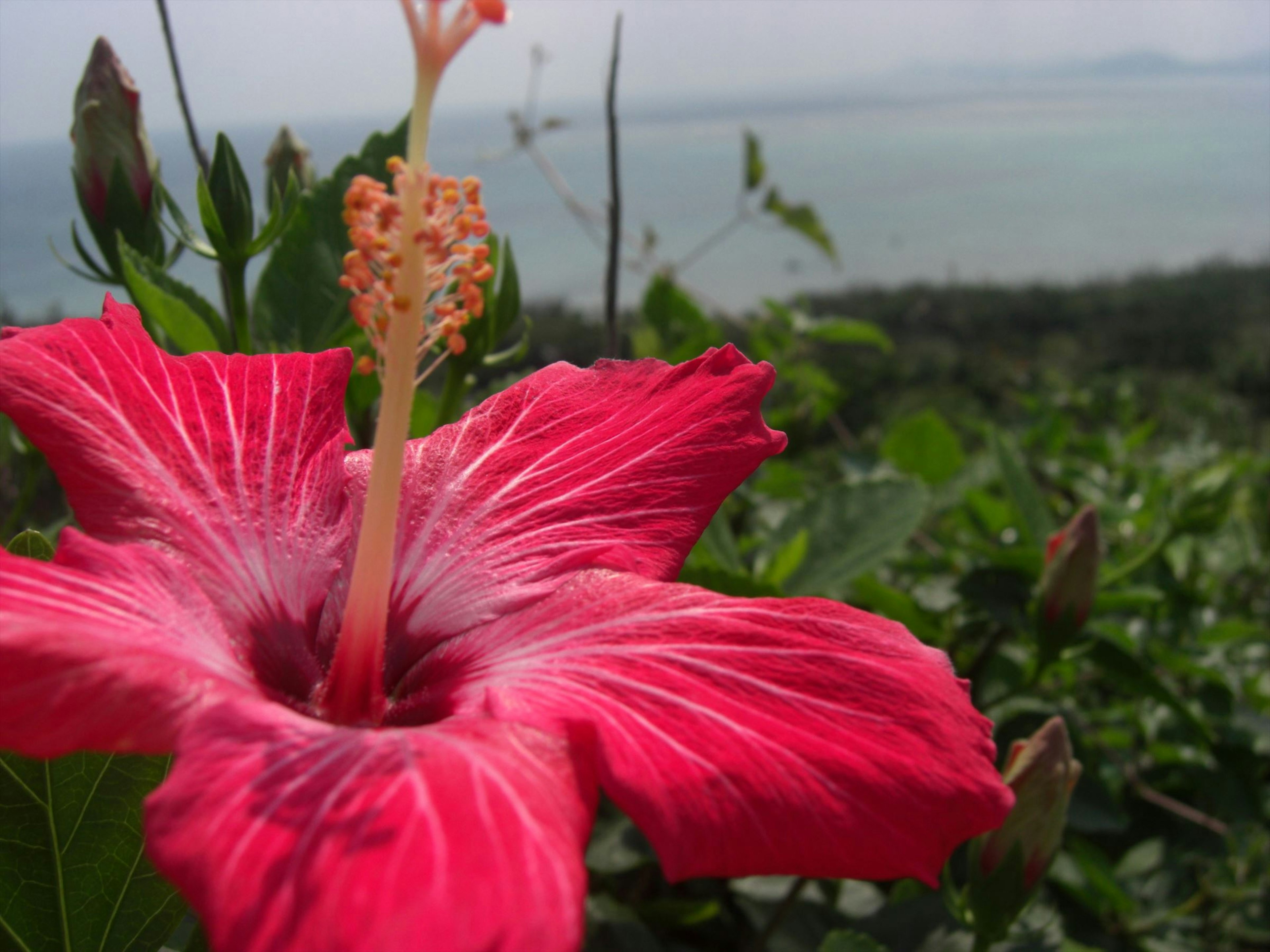 Bunga hibiscus merah cerah dengan latar belakang laut biru