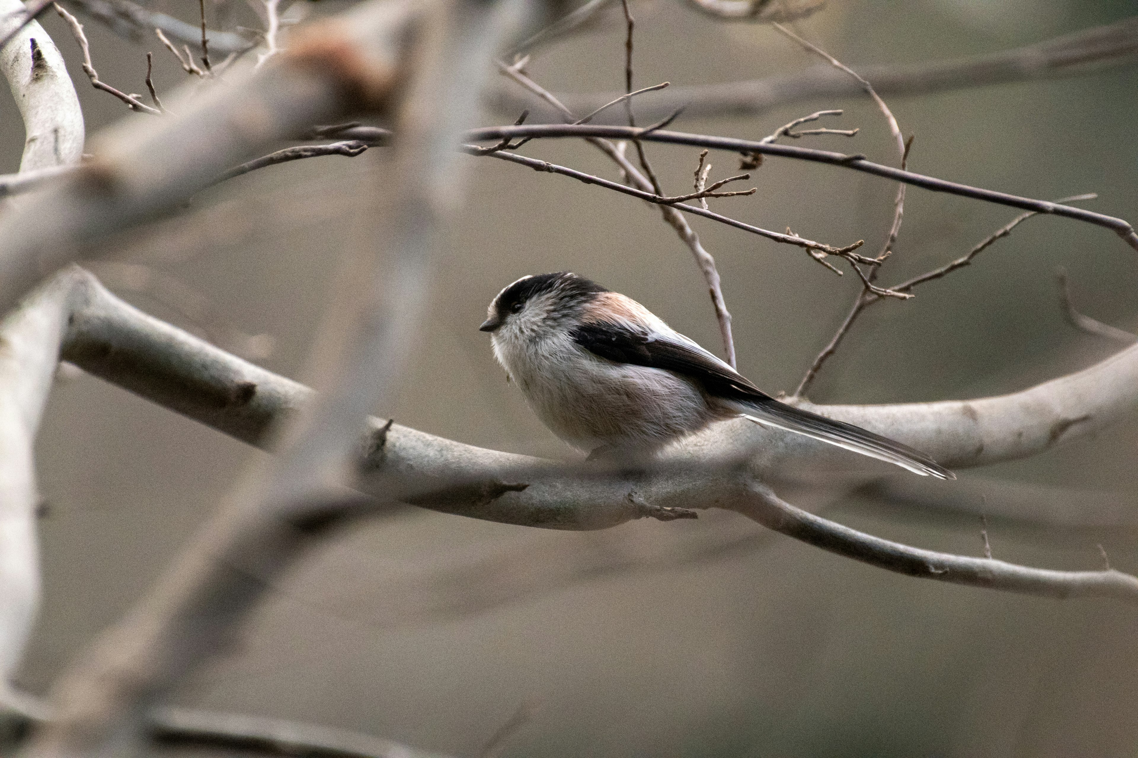 Ein kleiner Vogel, der auf einem Ast sitzt mit grauem Rücken und schwarzem Kopf