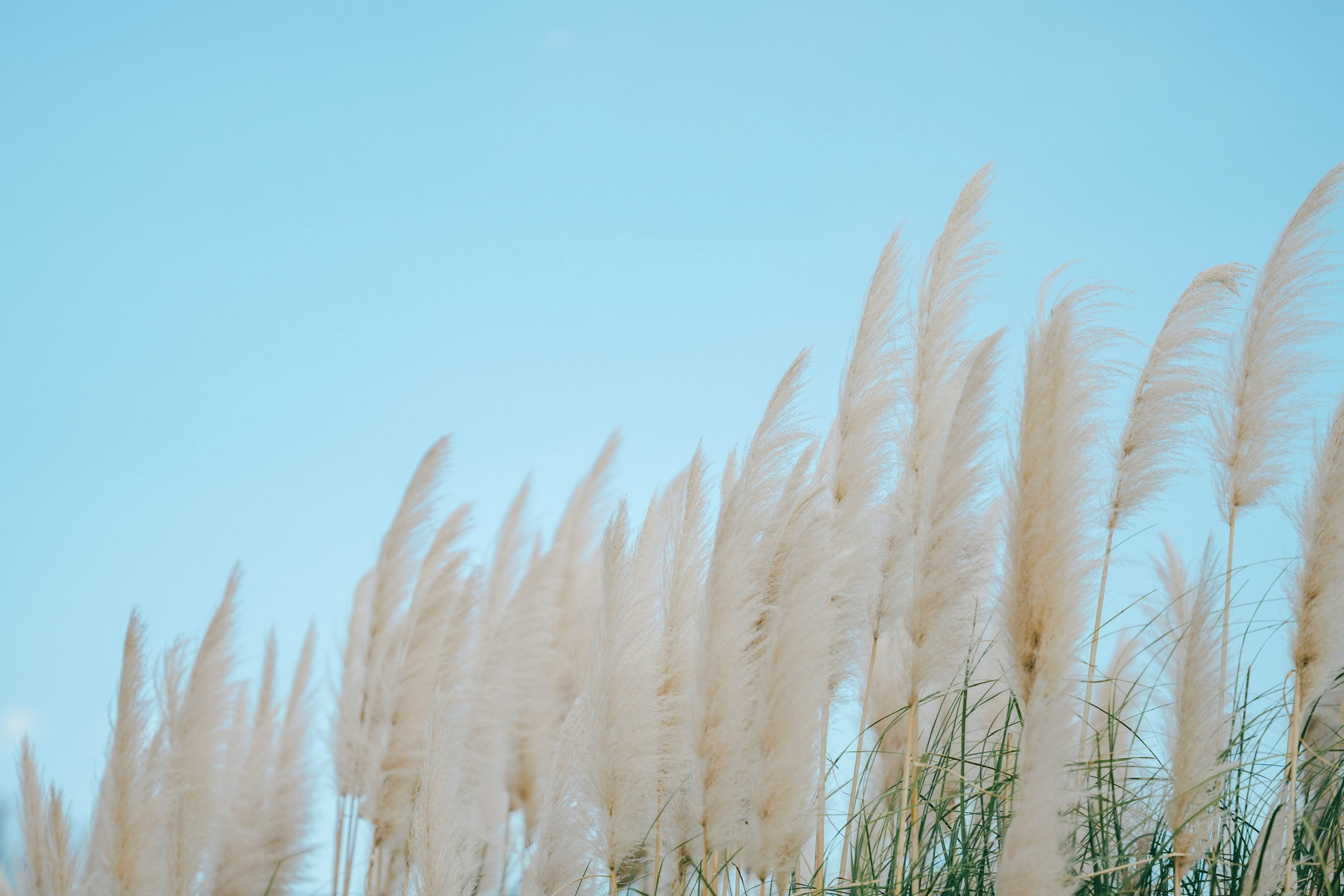 Erba pampas che ondeggia sotto un cielo blu