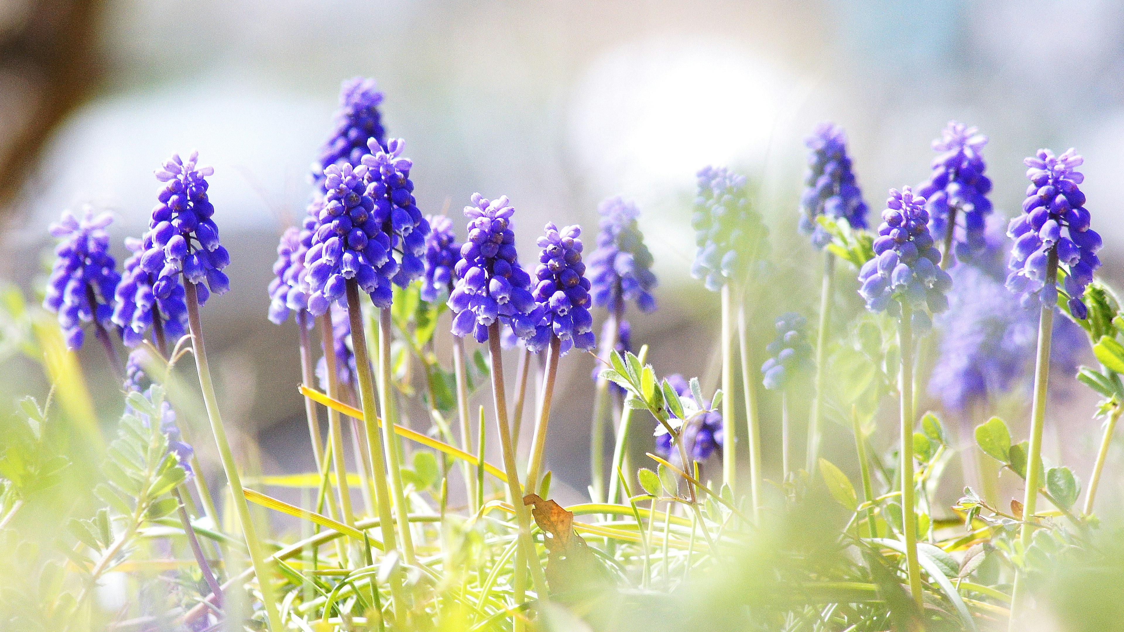 Un champ de fleurs violettes en flou avec un arrière-plan flou