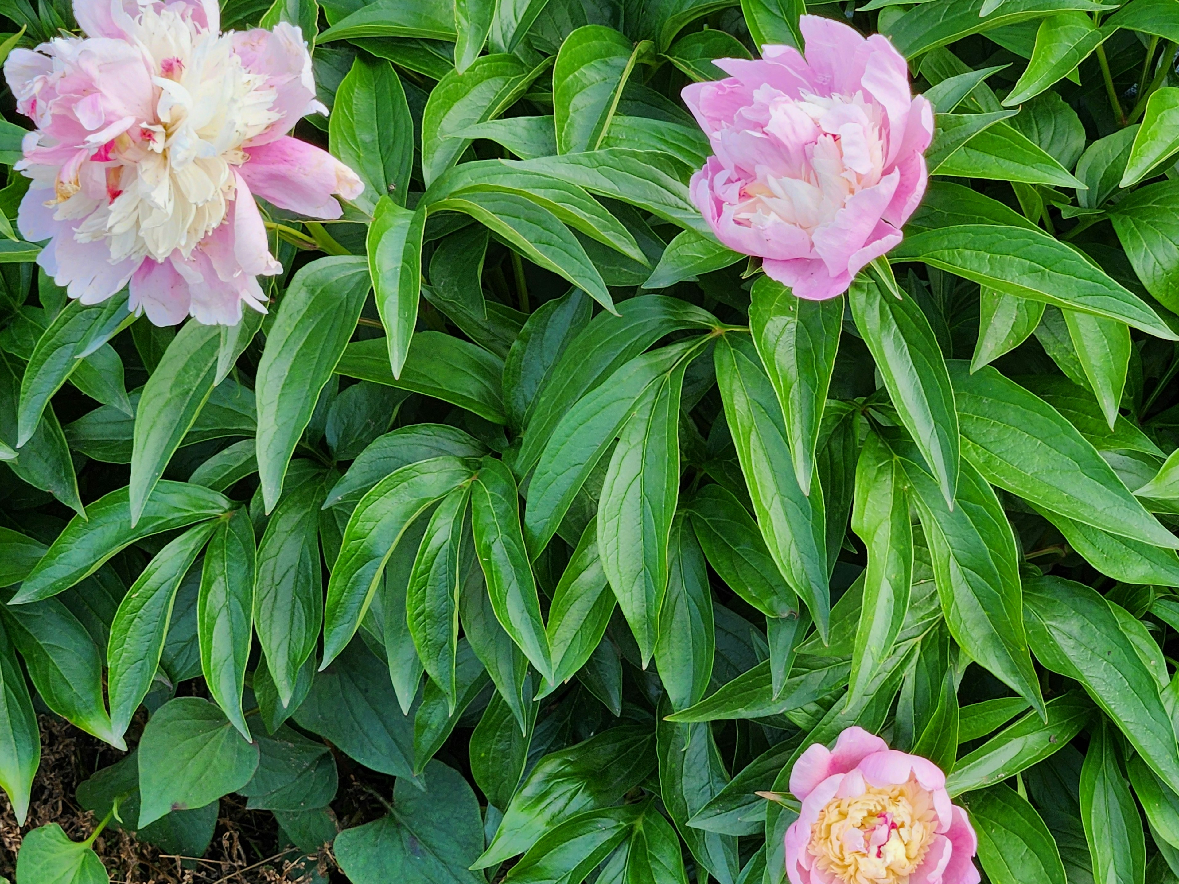 Fiori di peonia che sbocciano tra foglie verdi