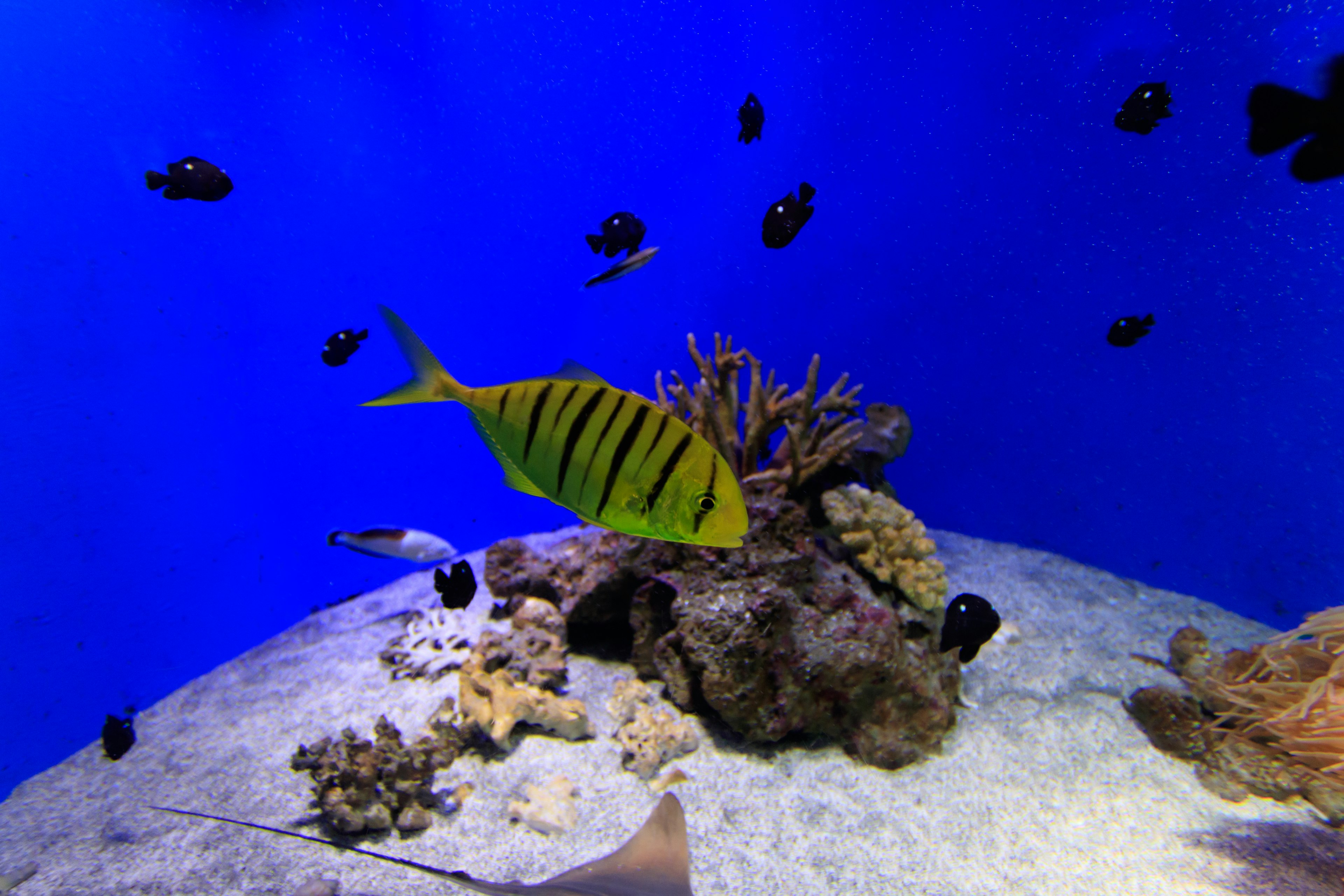 Poisson rayé jaune nageant dans un aquarium bleu avec des poissons noirs