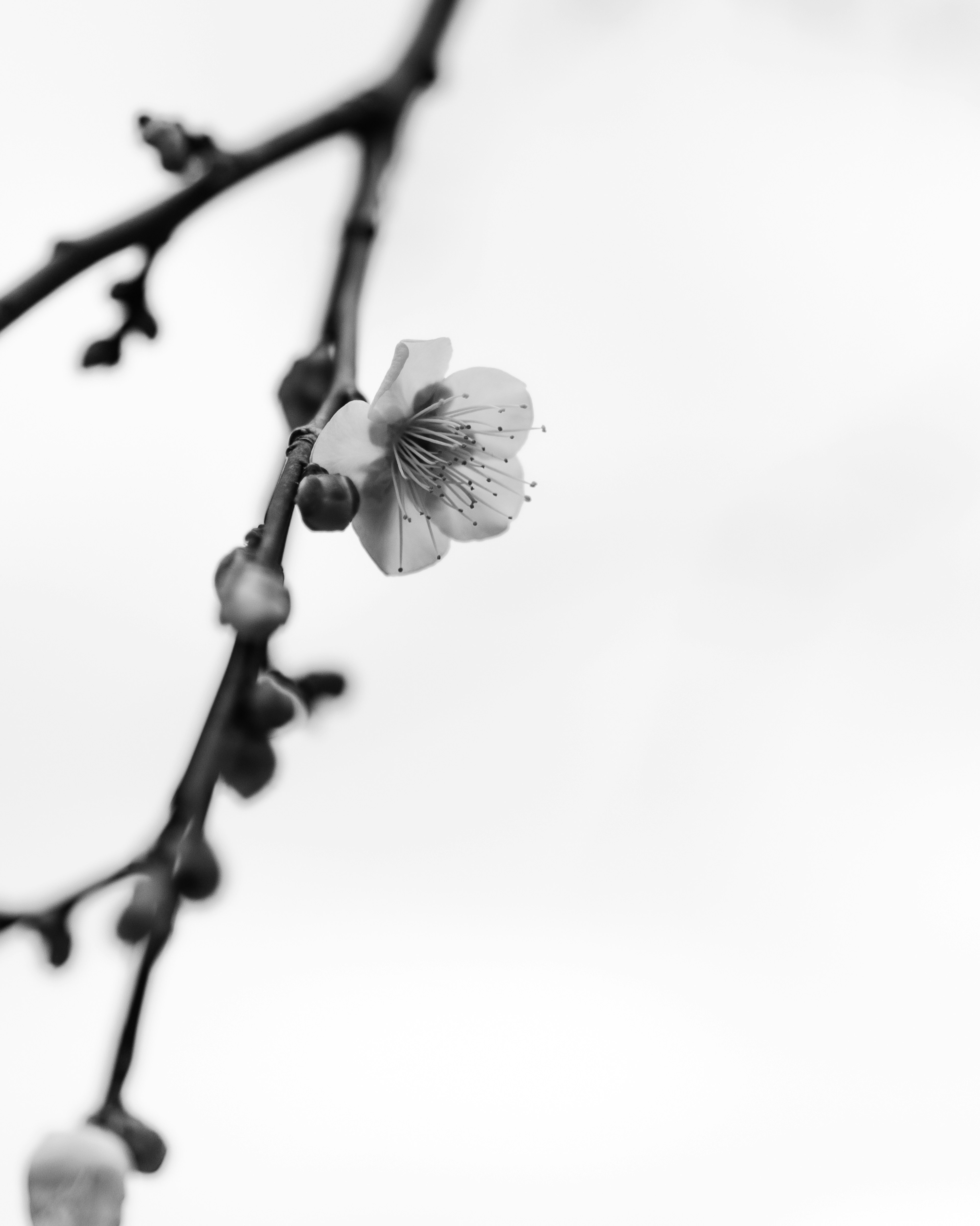 Primo piano di un ramo di fiore di prugno in bianco e nero