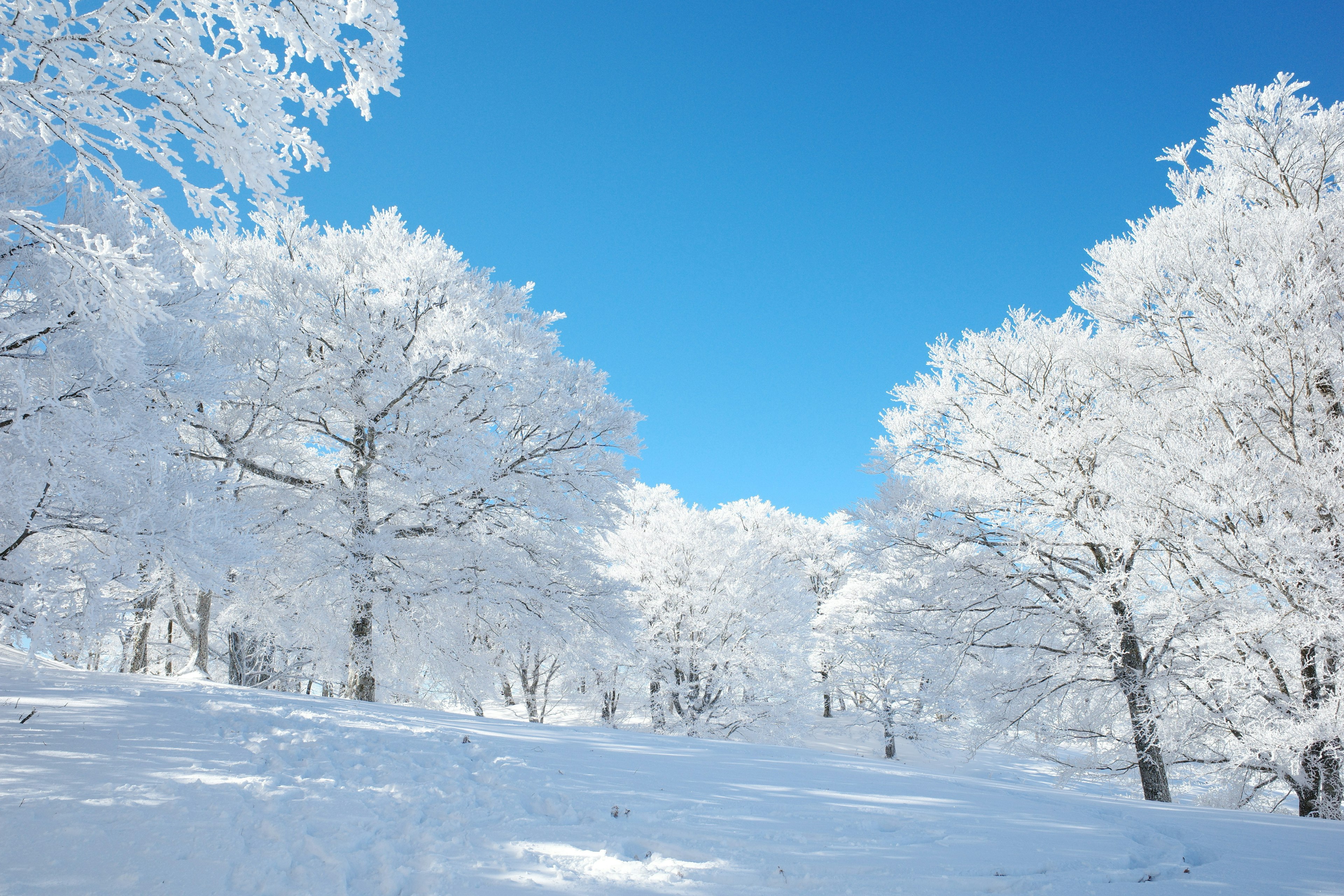 雪に覆われた木々と青空の景色