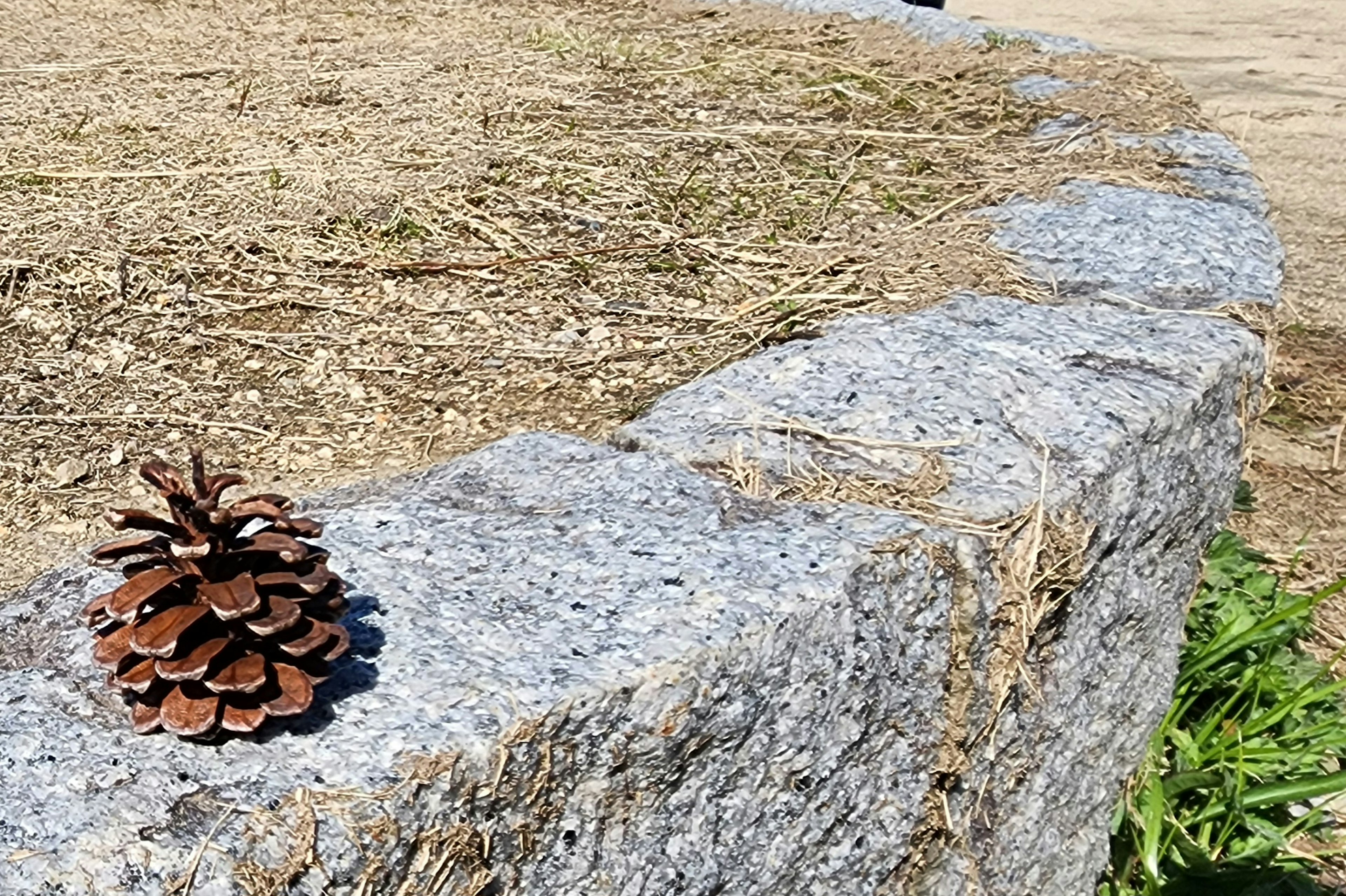 松ぼっくりが置かれた石の壁の一部と乾いた草地の風景