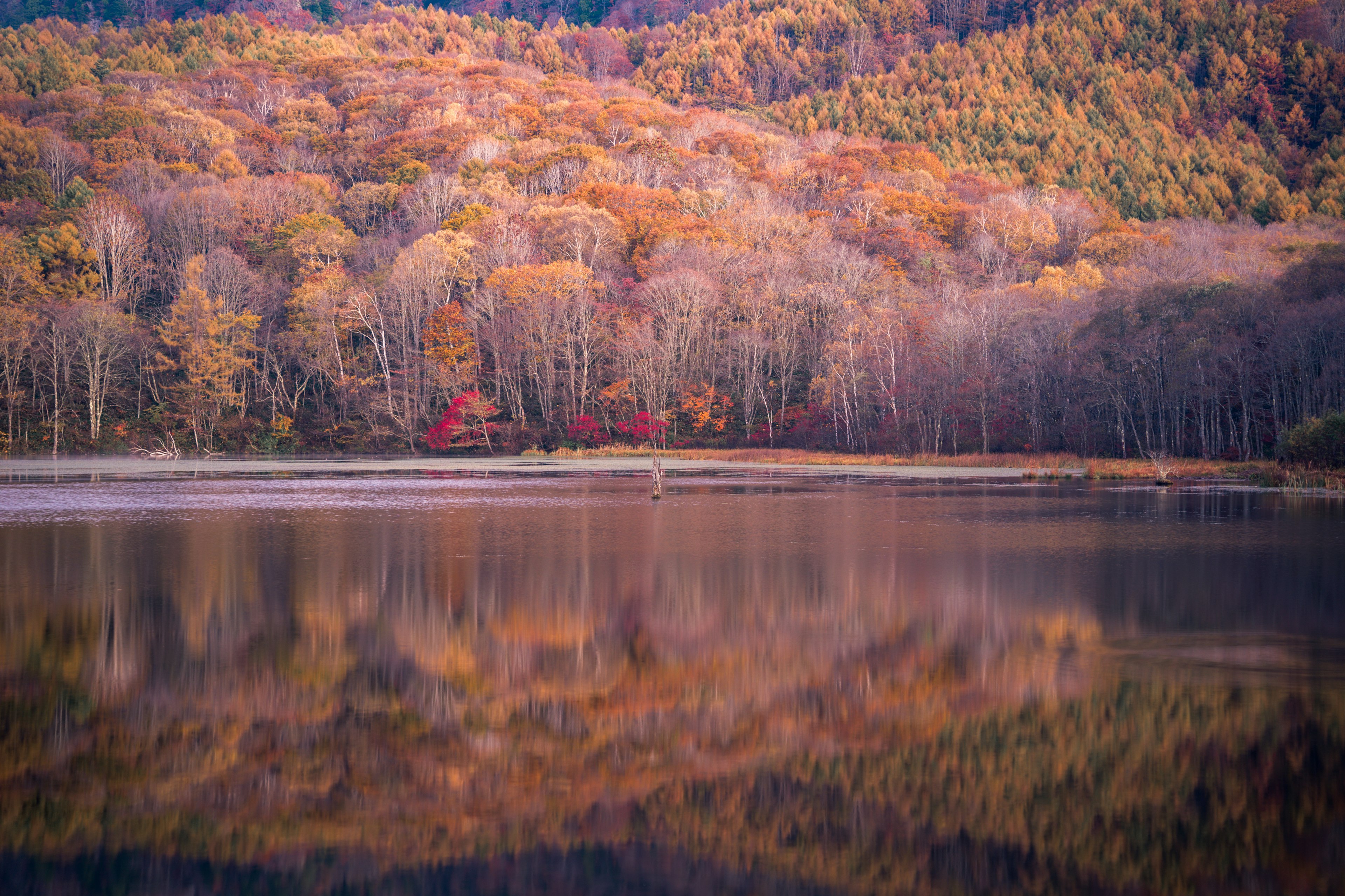 美しい秋の風景 湖面に映る色づいた木々