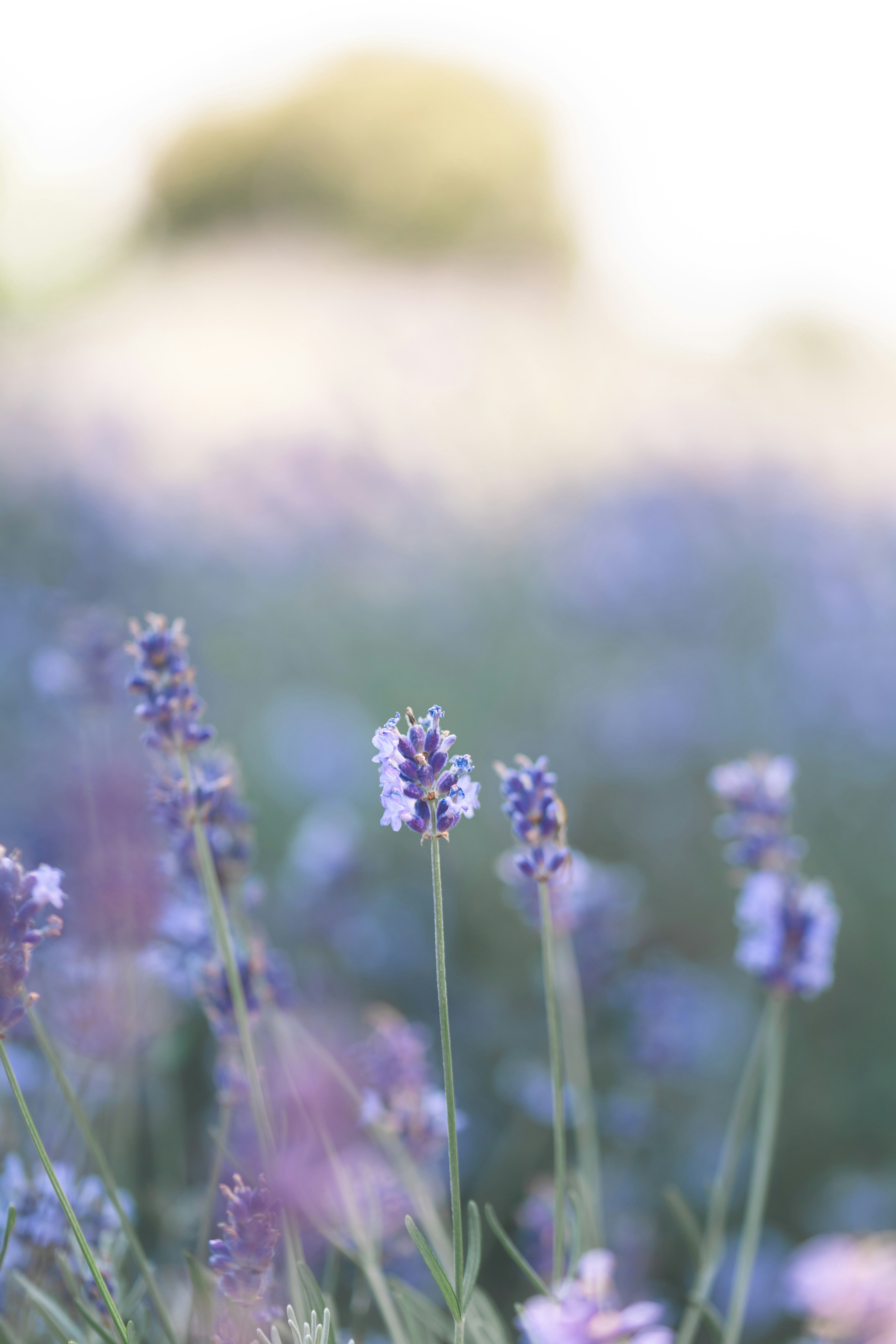 Fokus lembut bunga lavender di ladang yang hidup