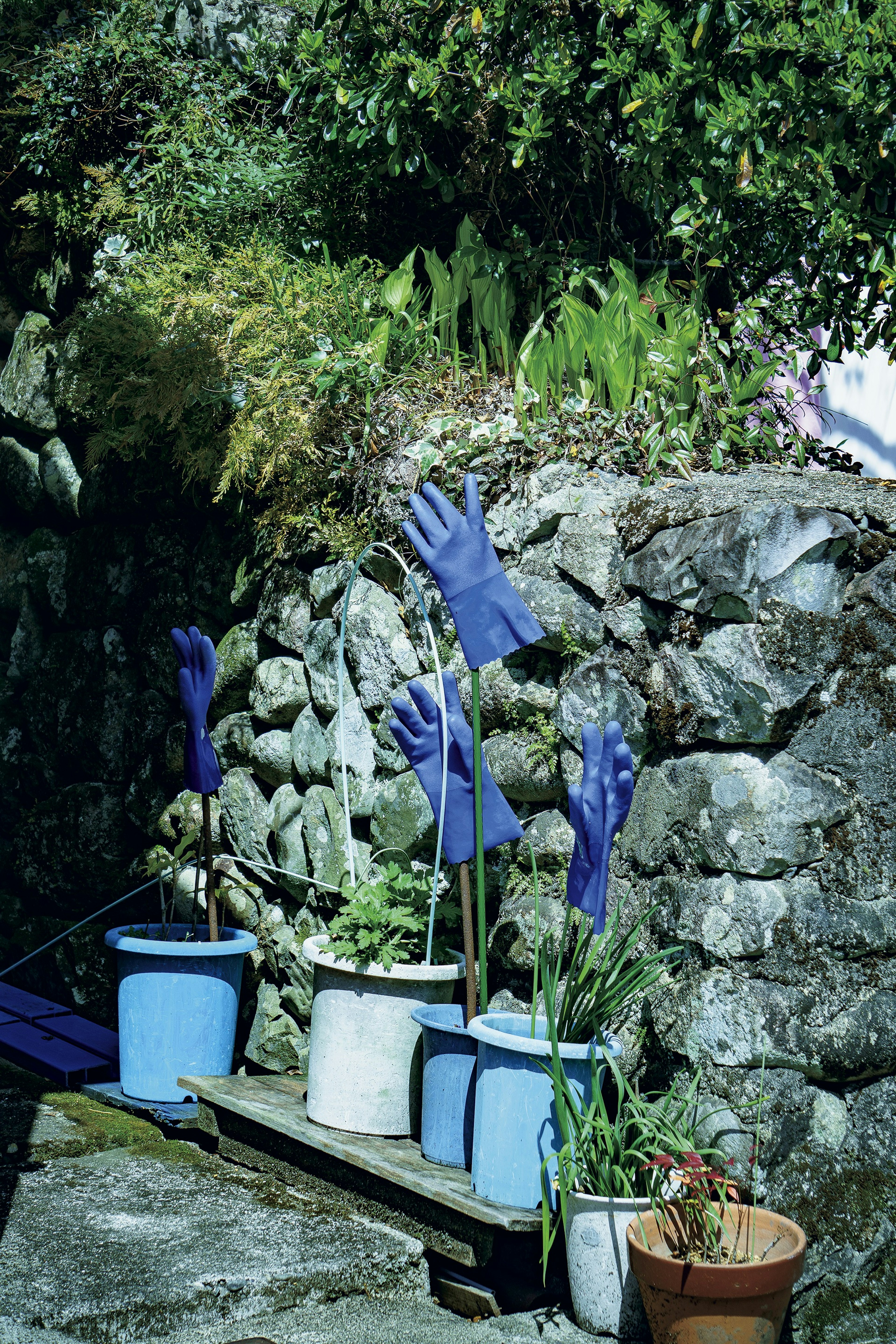 Una scena di giardino con guanti blu come decorazioni per piante contro un muro di pietra con vasi