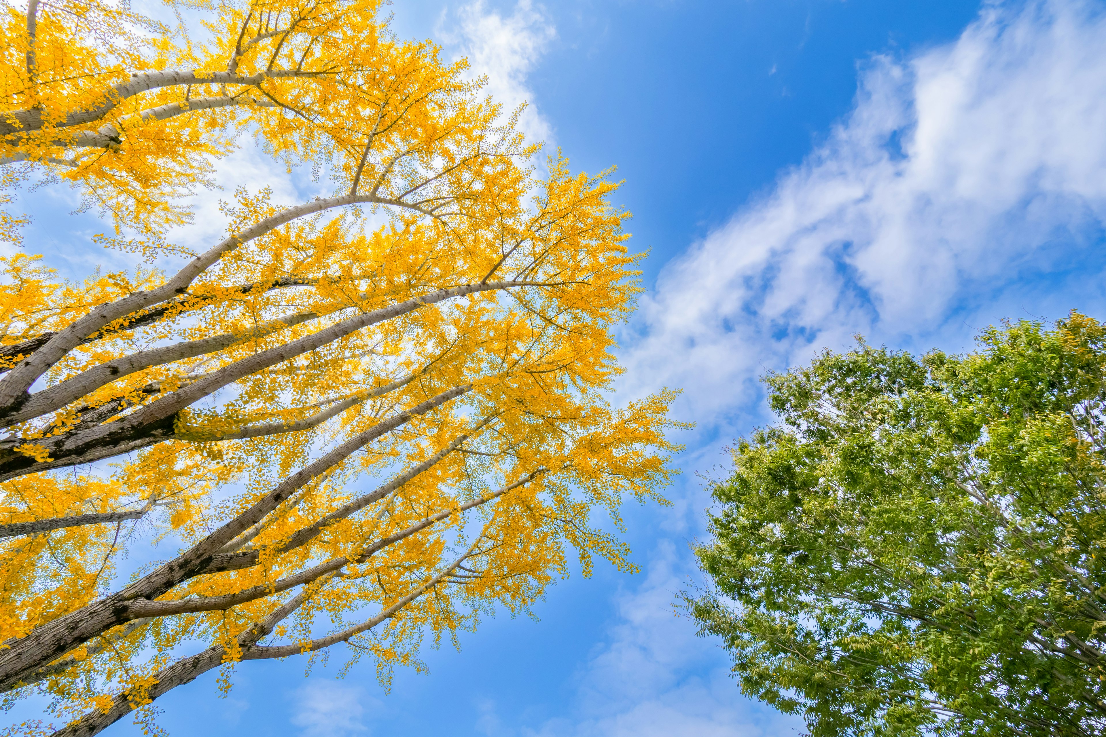 Pohon berdaun kuning di bawah langit biru dengan awan putih dan pohon hijau