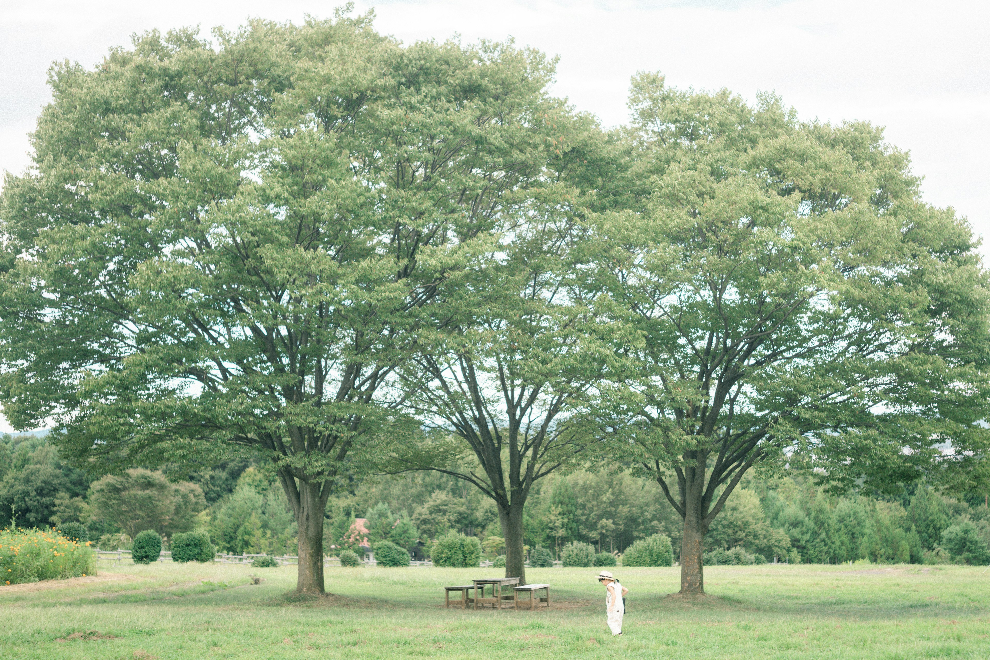 Un paysage d'un large champ herbeux avec deux grands arbres et une personne en vêtements blancs