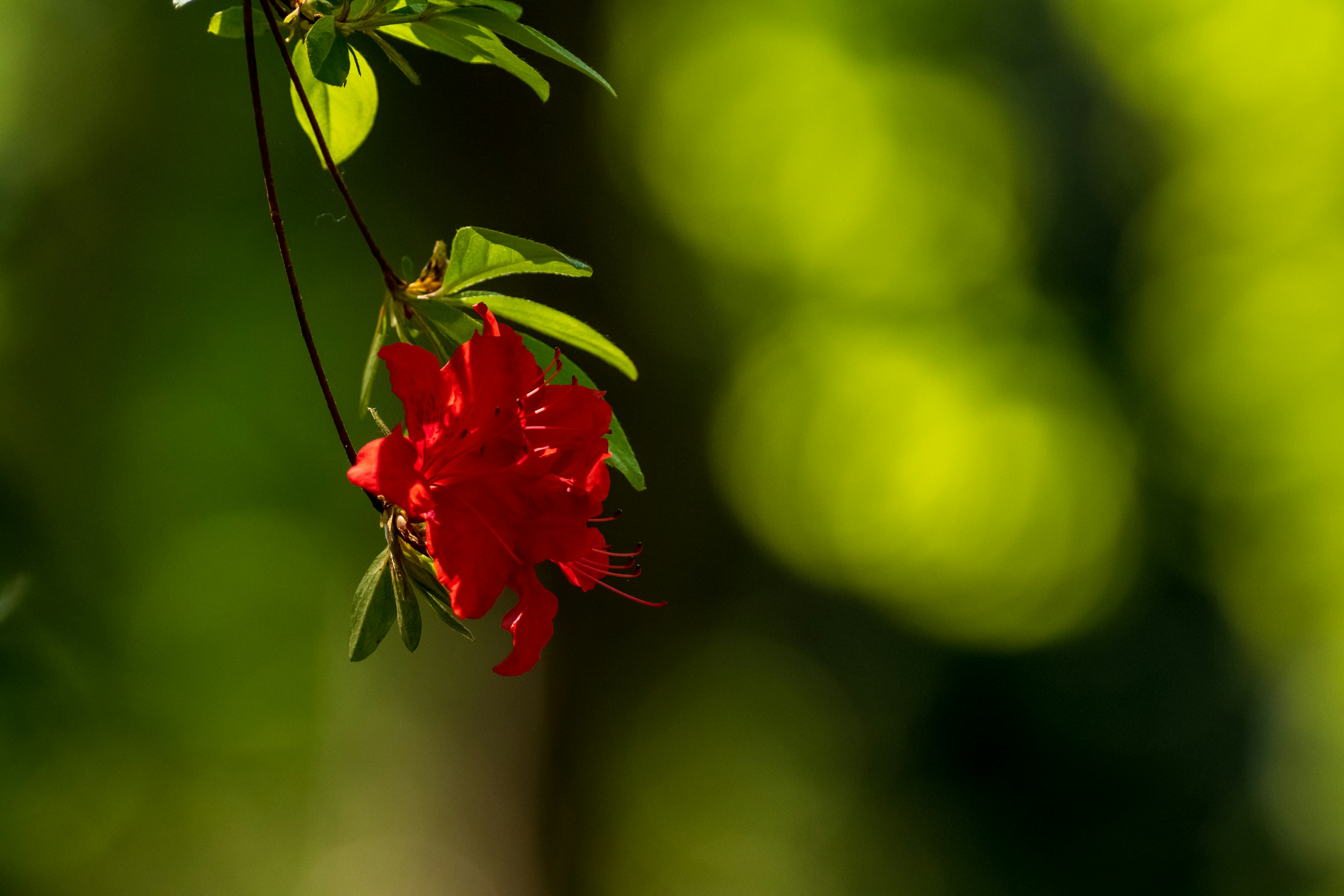 Rote Blume mit grünen Blättern vor natürlichem Hintergrund