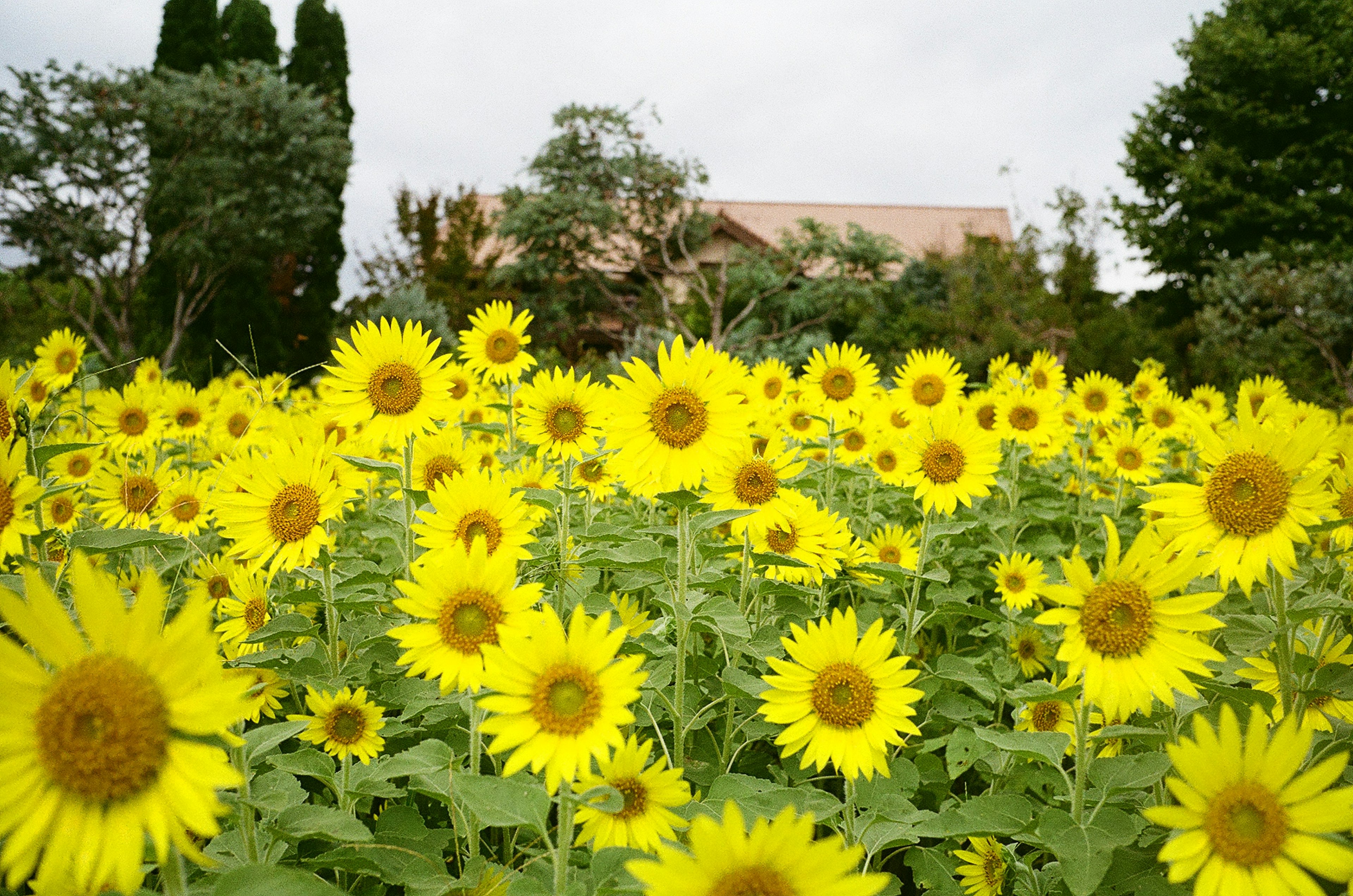 Sonnenblumenfeld mit lebendigen gelben Blüten grünen Bäumen und einem Haus im Hintergrund