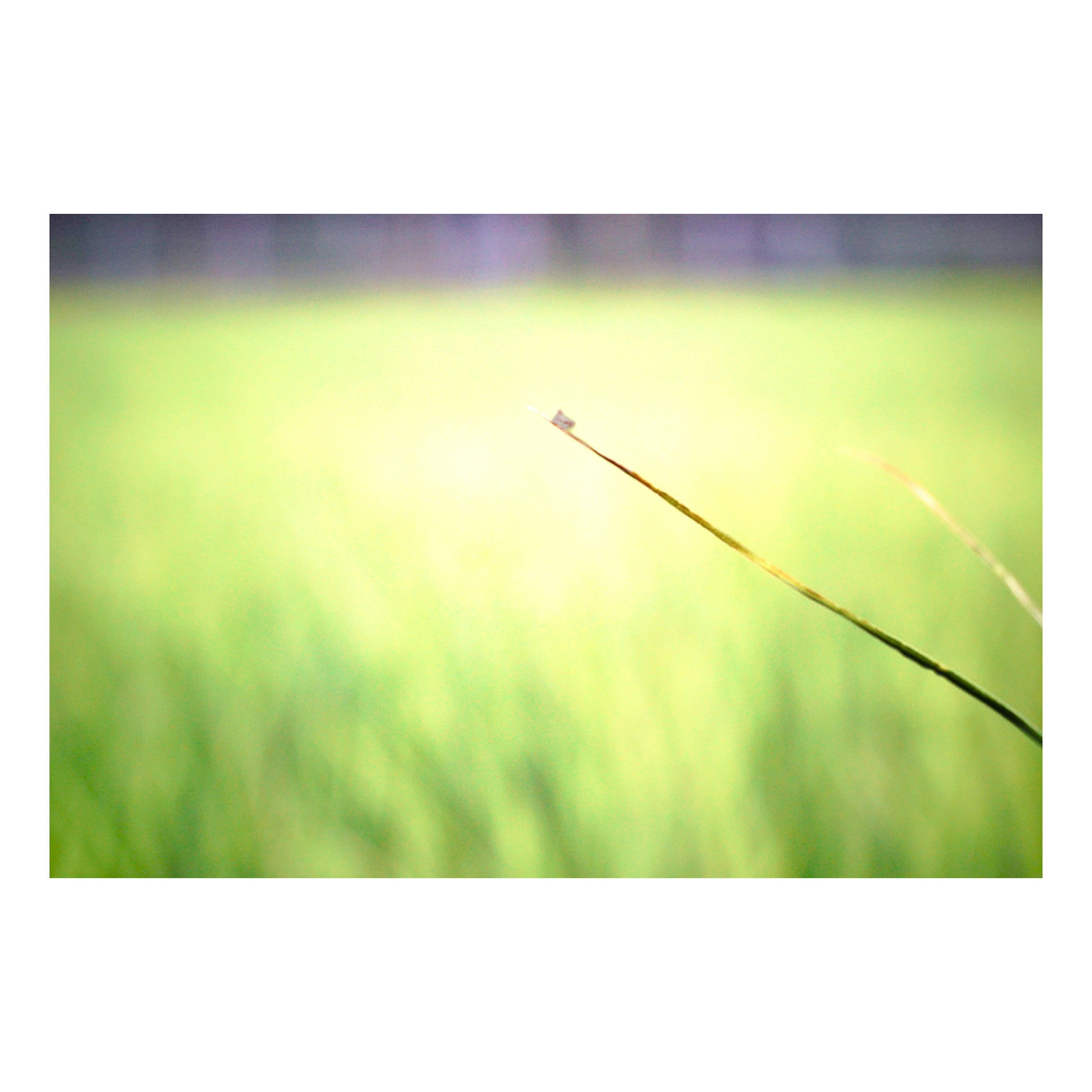 photo-LQ3Thz5Jd325pJMrdxeC-image