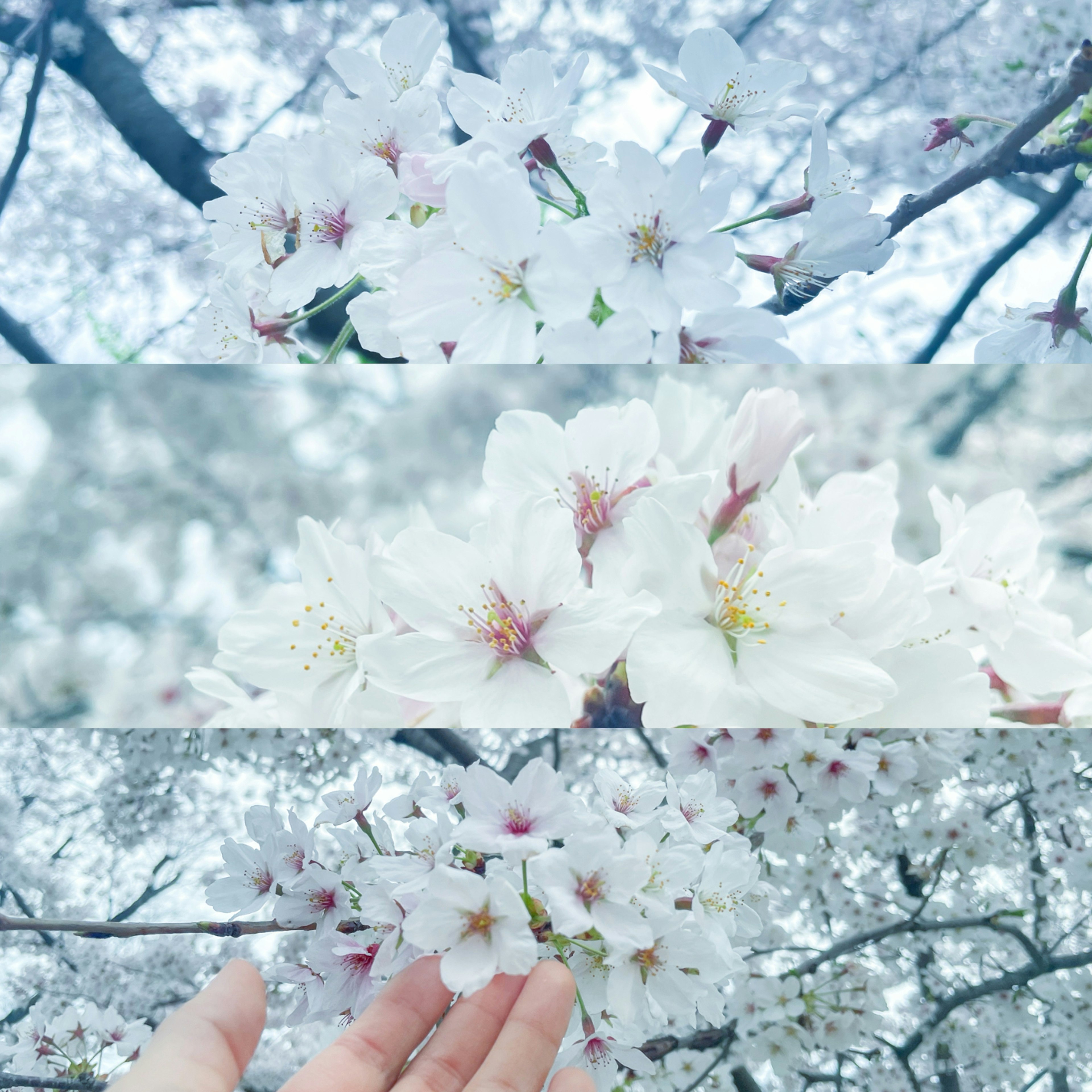 Cherry blossoms in bloom with a hand reaching out