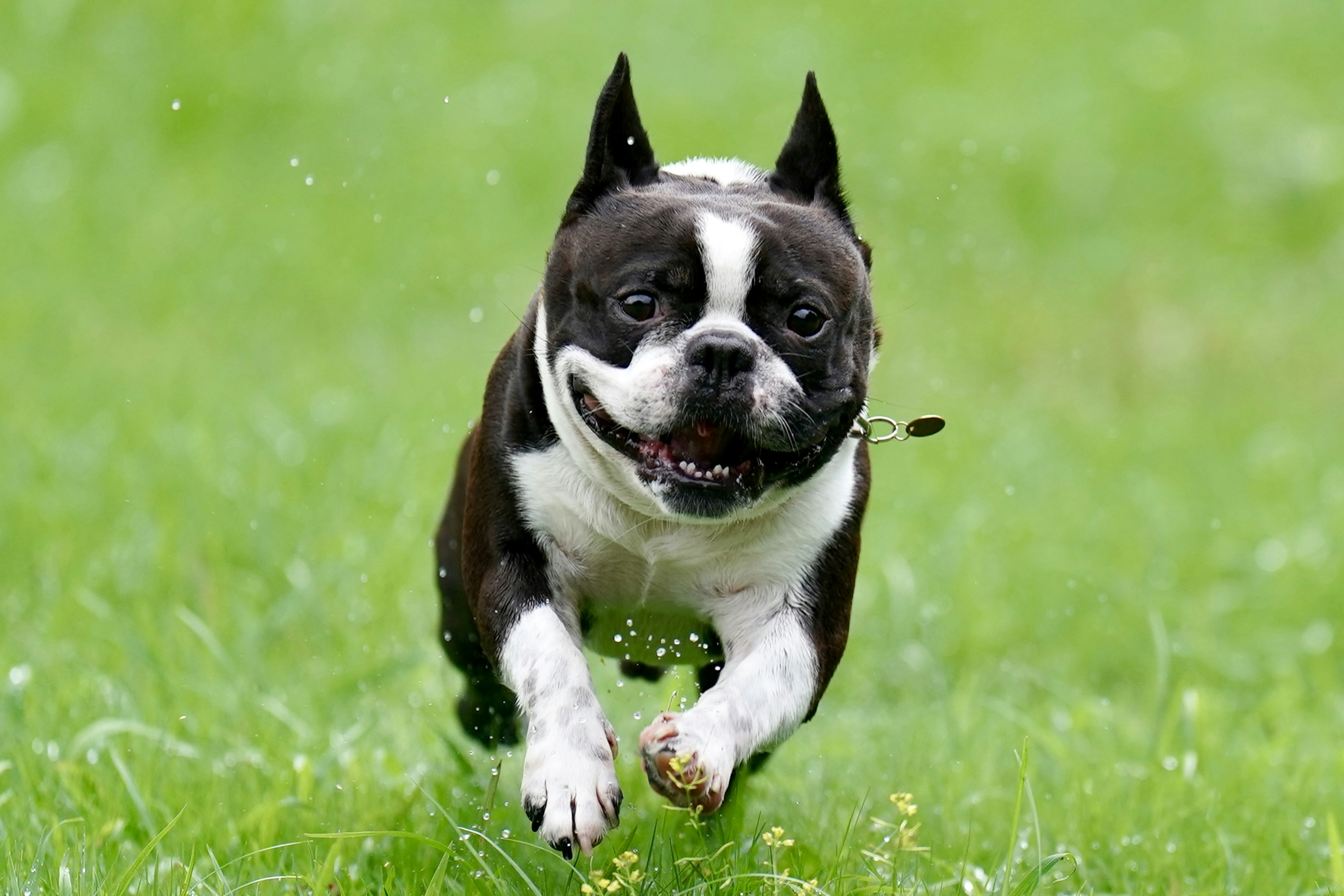 Seekor Boston Terrier berlari dengan ceria di atas rumput hijau