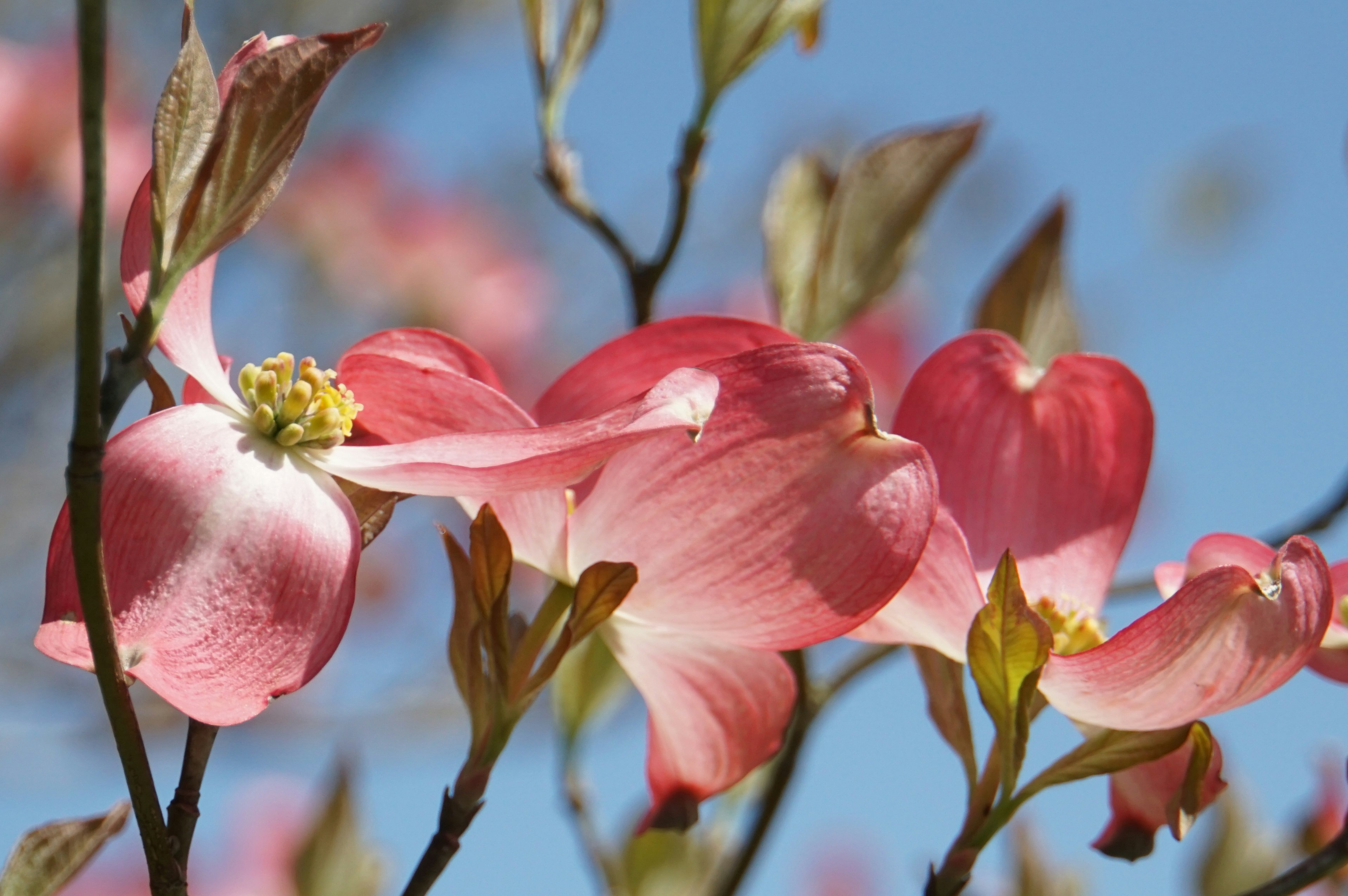 Bunga dogwood merah muda di latar belakang langit biru