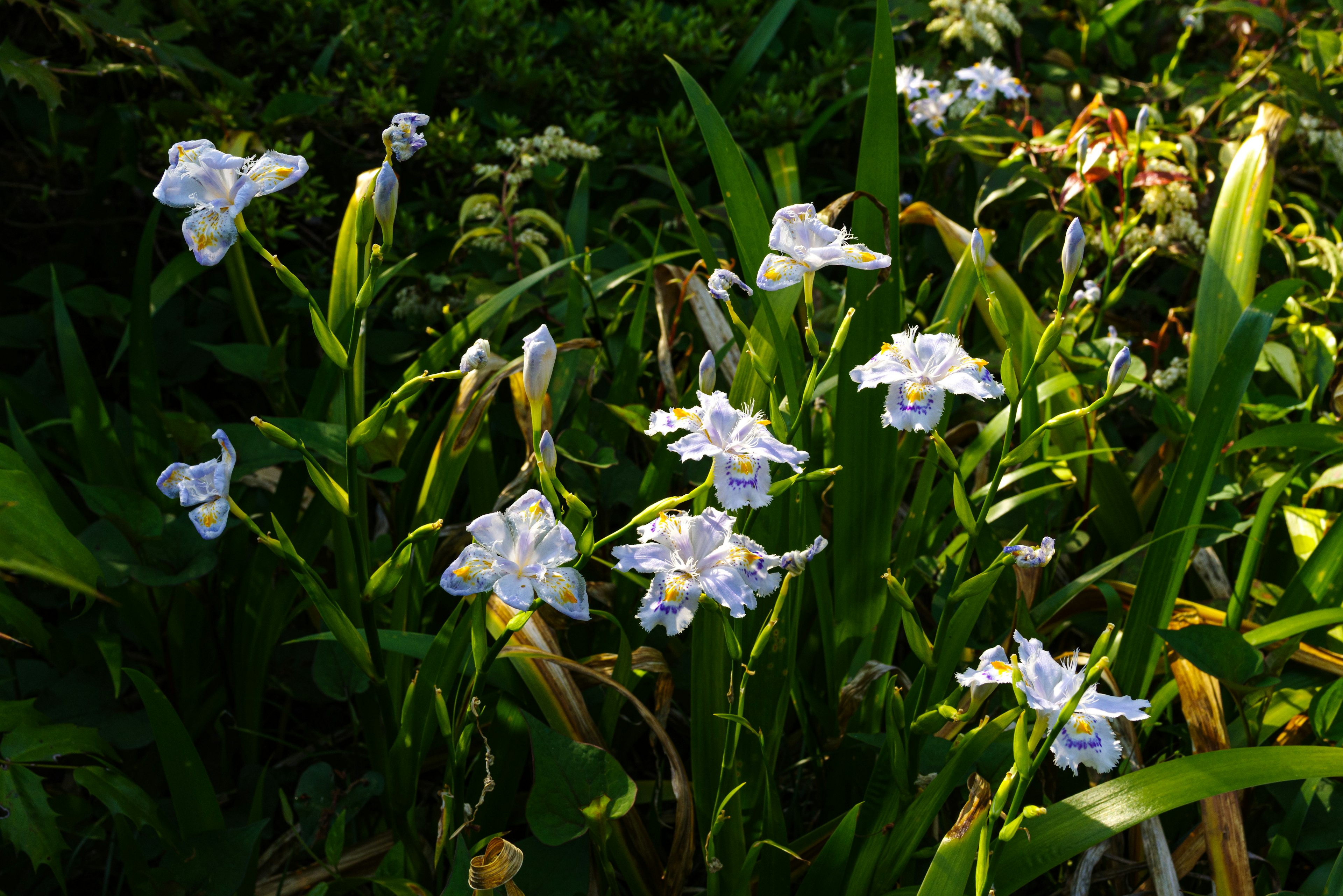 Groupe de fleurs blanches épanouies parmi un feuillage vert luxuriant