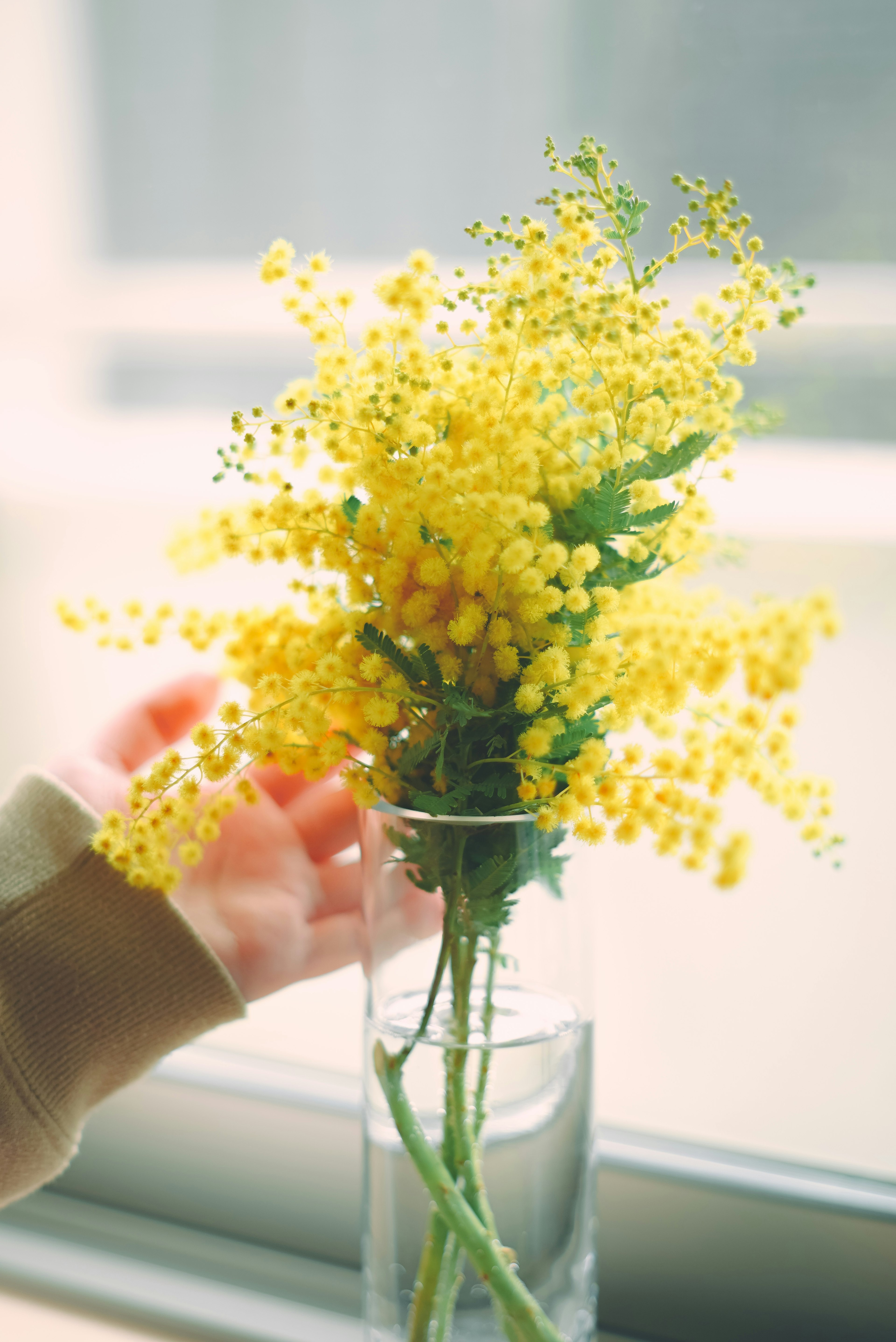 Un mazzo di fiori di mimosa gialli accanto a una finestra con una mano