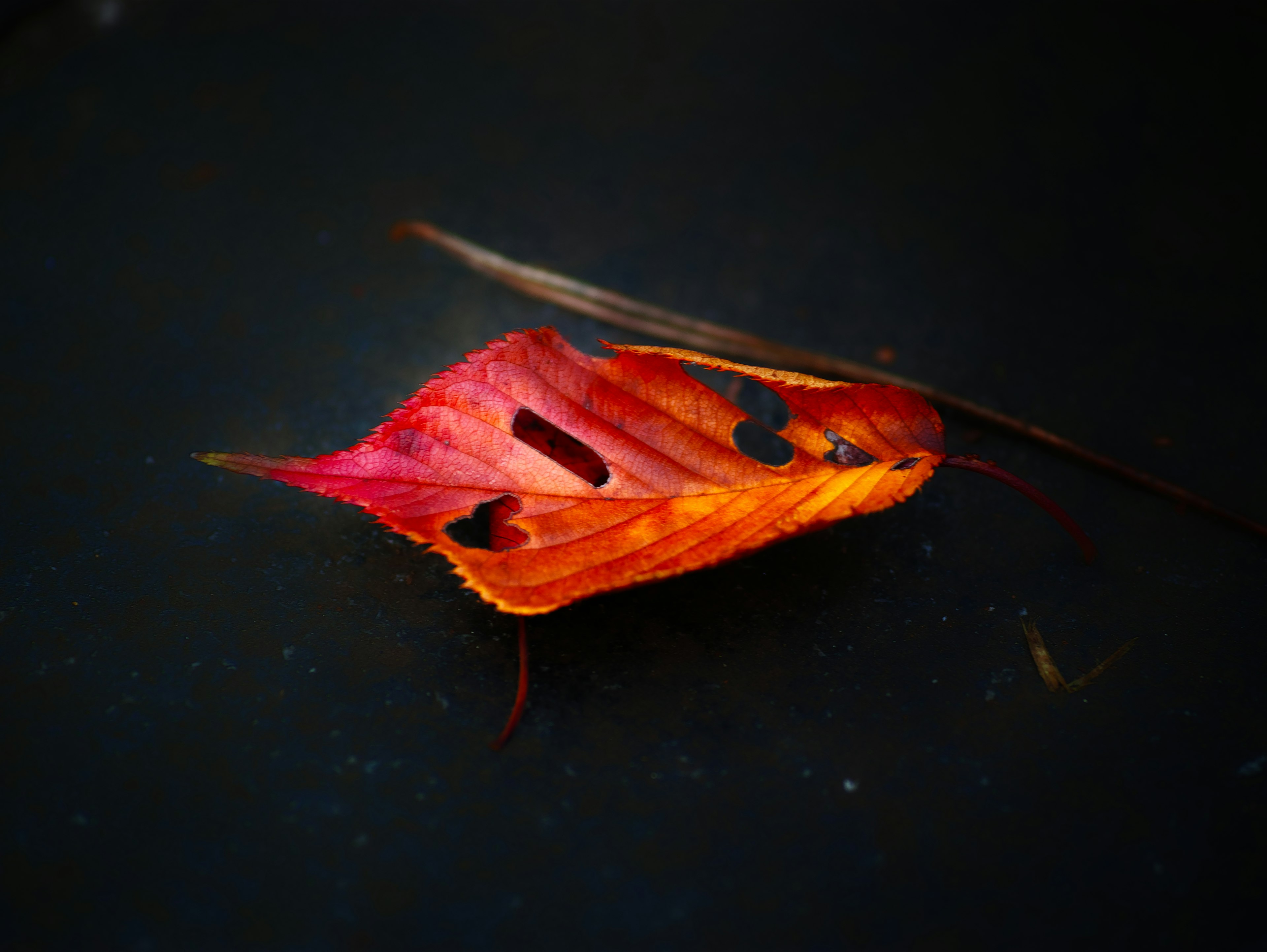 Una hoja roja y naranja colocada sobre un fondo negro