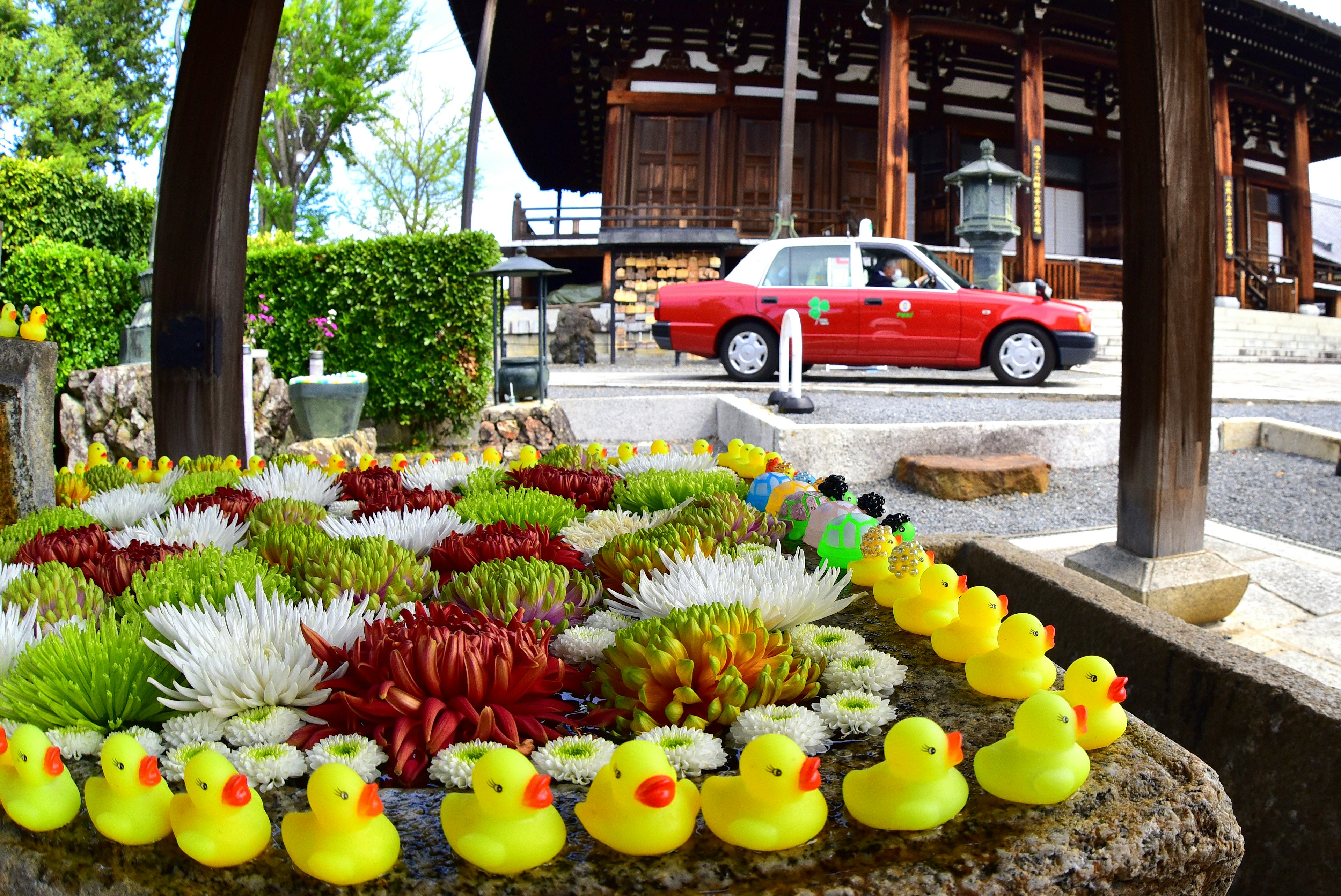 Un parterre de flores con patitos de goma amarillos y un edificio tradicional al fondo con un coche rojo