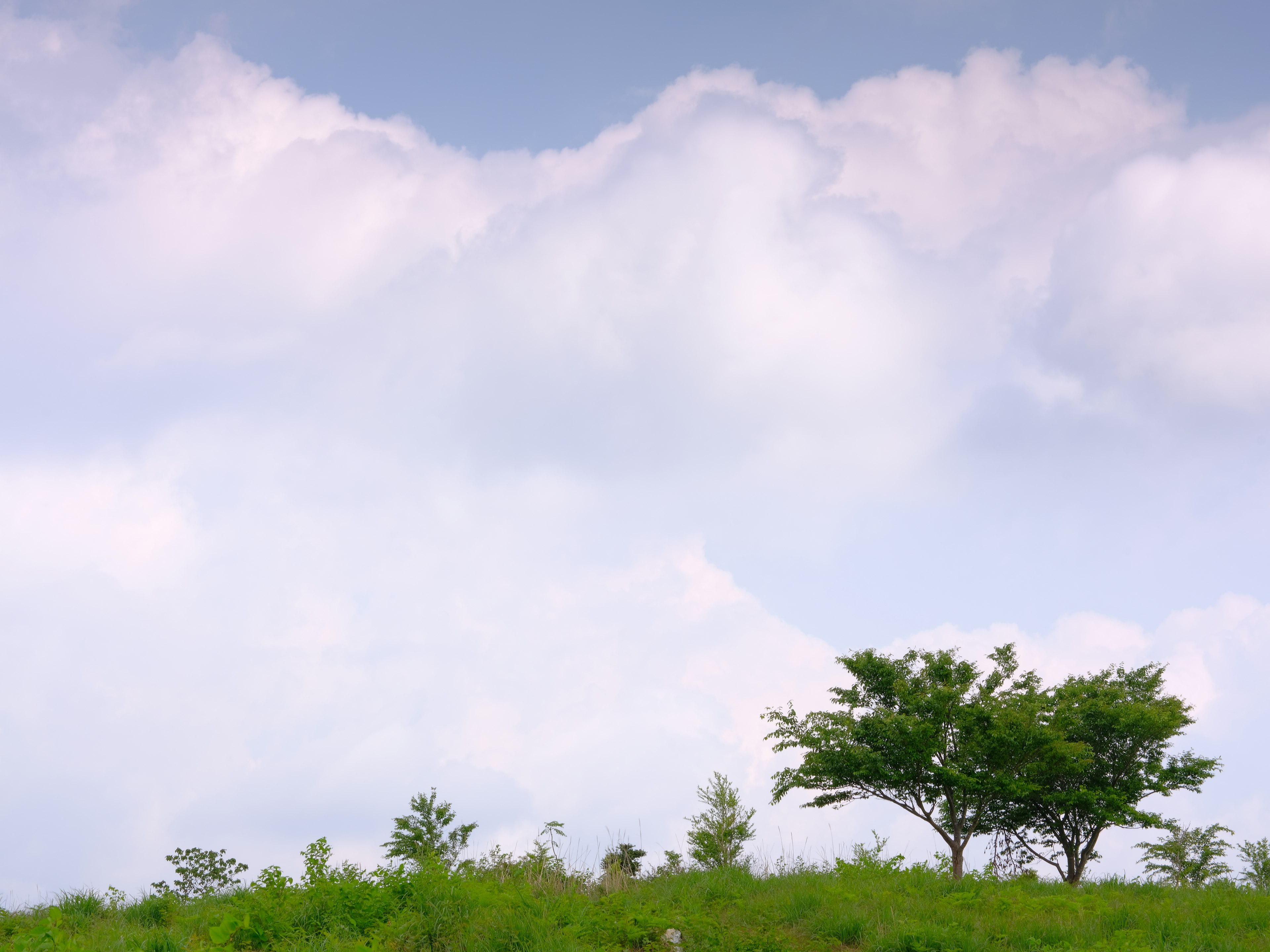 A tree on a green hill under a blue sky with clouds