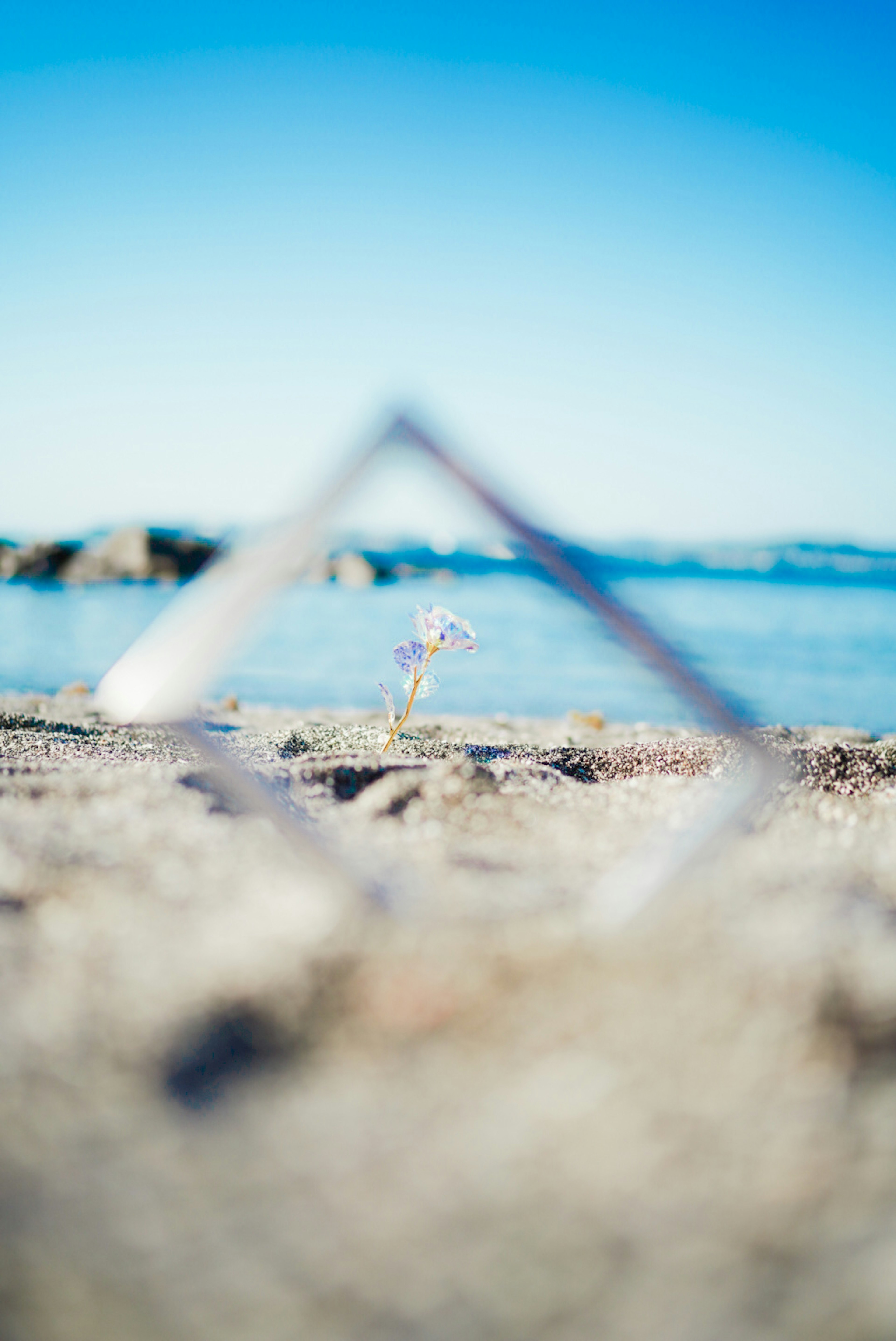 透明な三角形のフレームを通して見える砂浜と海の背景に小さな花