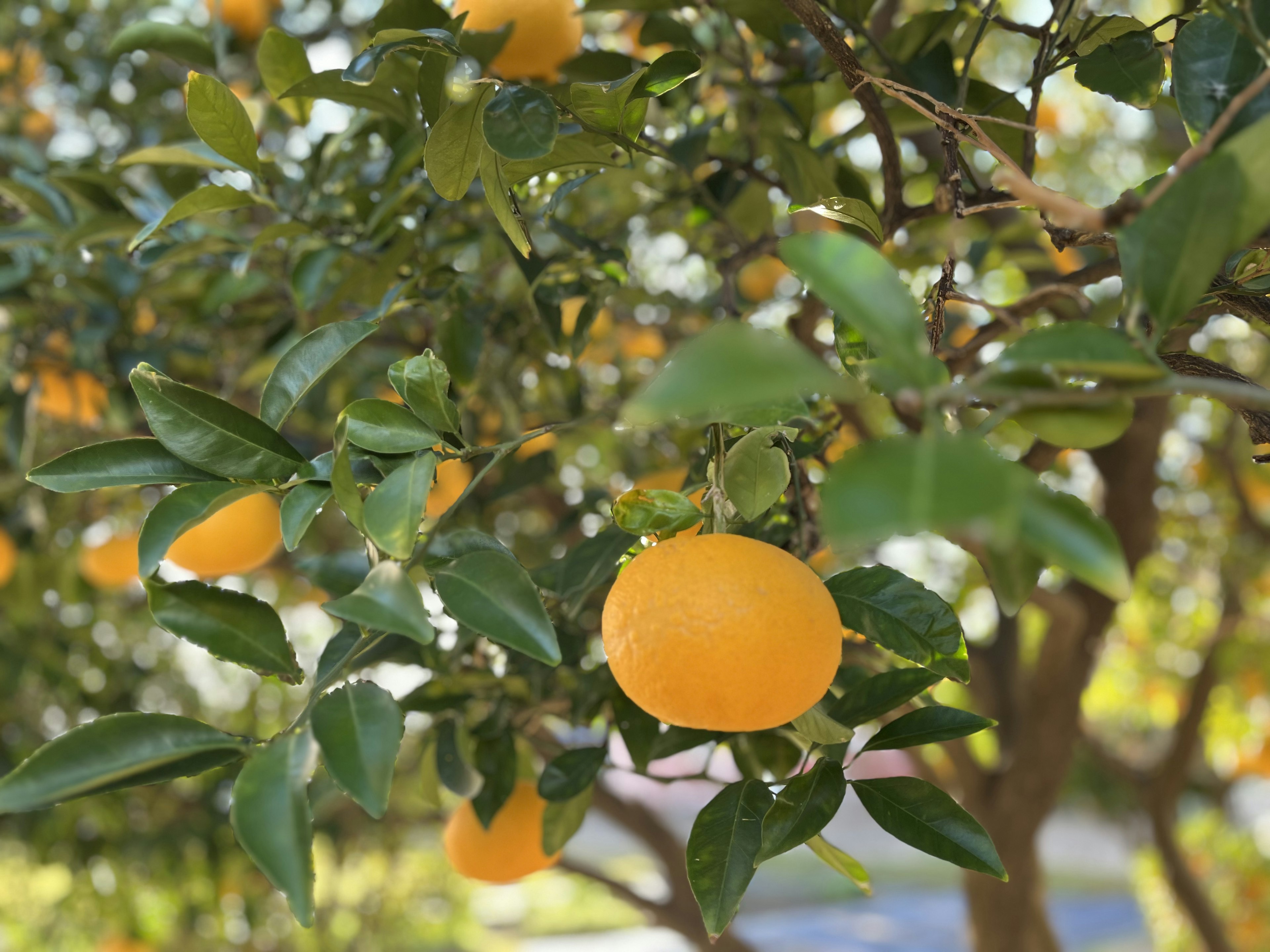 Orange Früchte hängen an einem Baum mit grünen Blättern