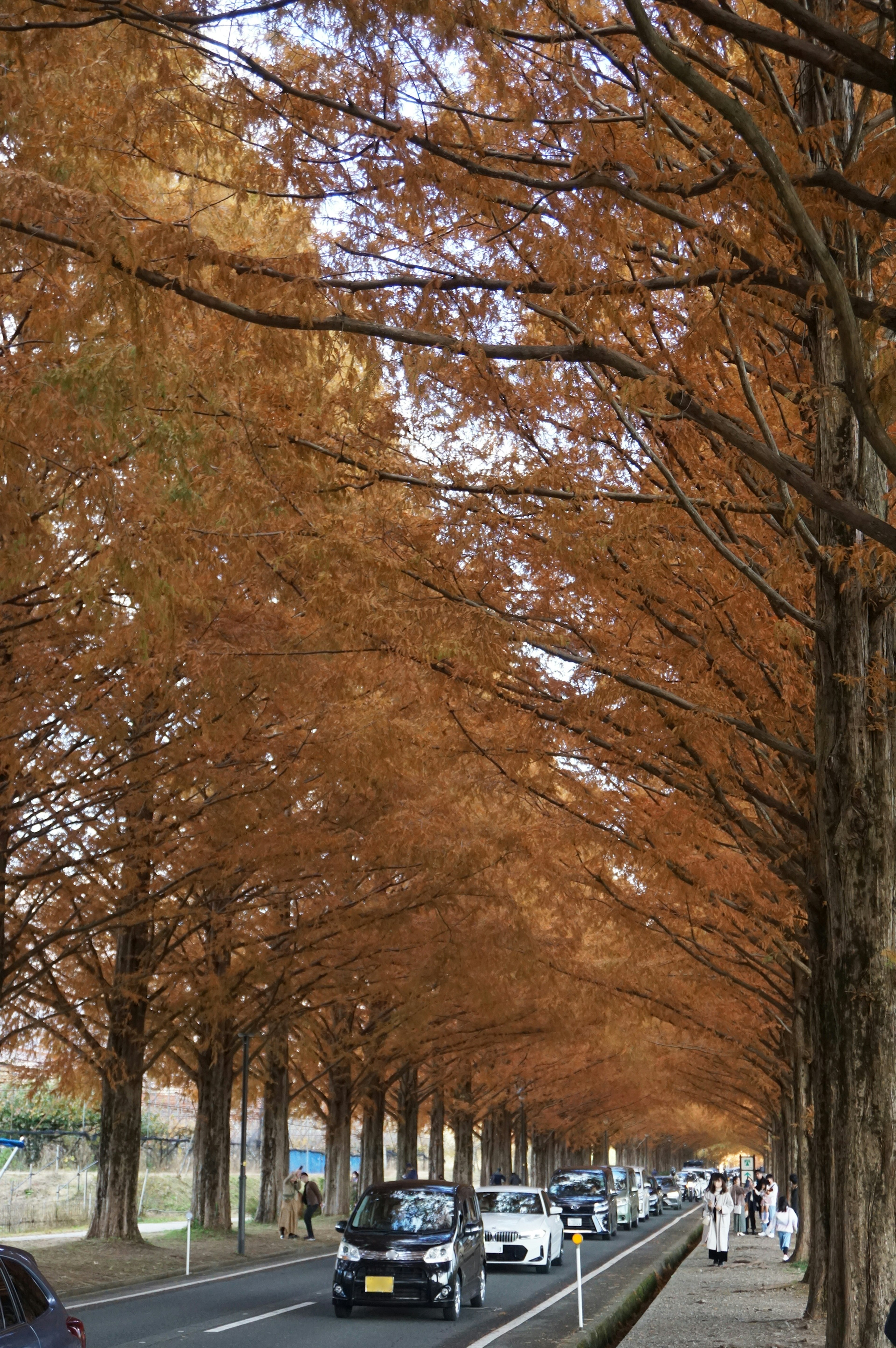 Tree-lined street with orange leaves featuring vehicles and pedestrians