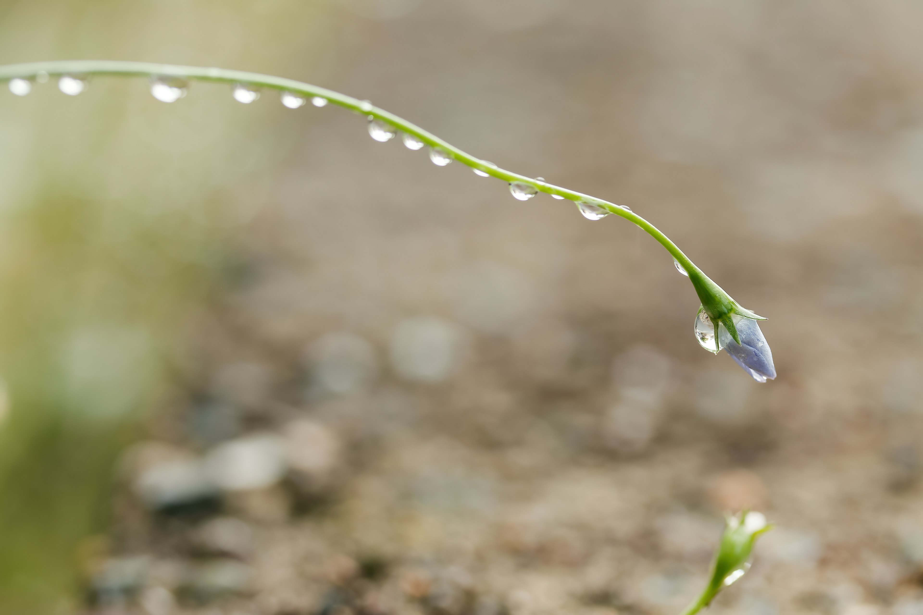 雨滴がついた紫色の花の茎が地面に向かって伸びている