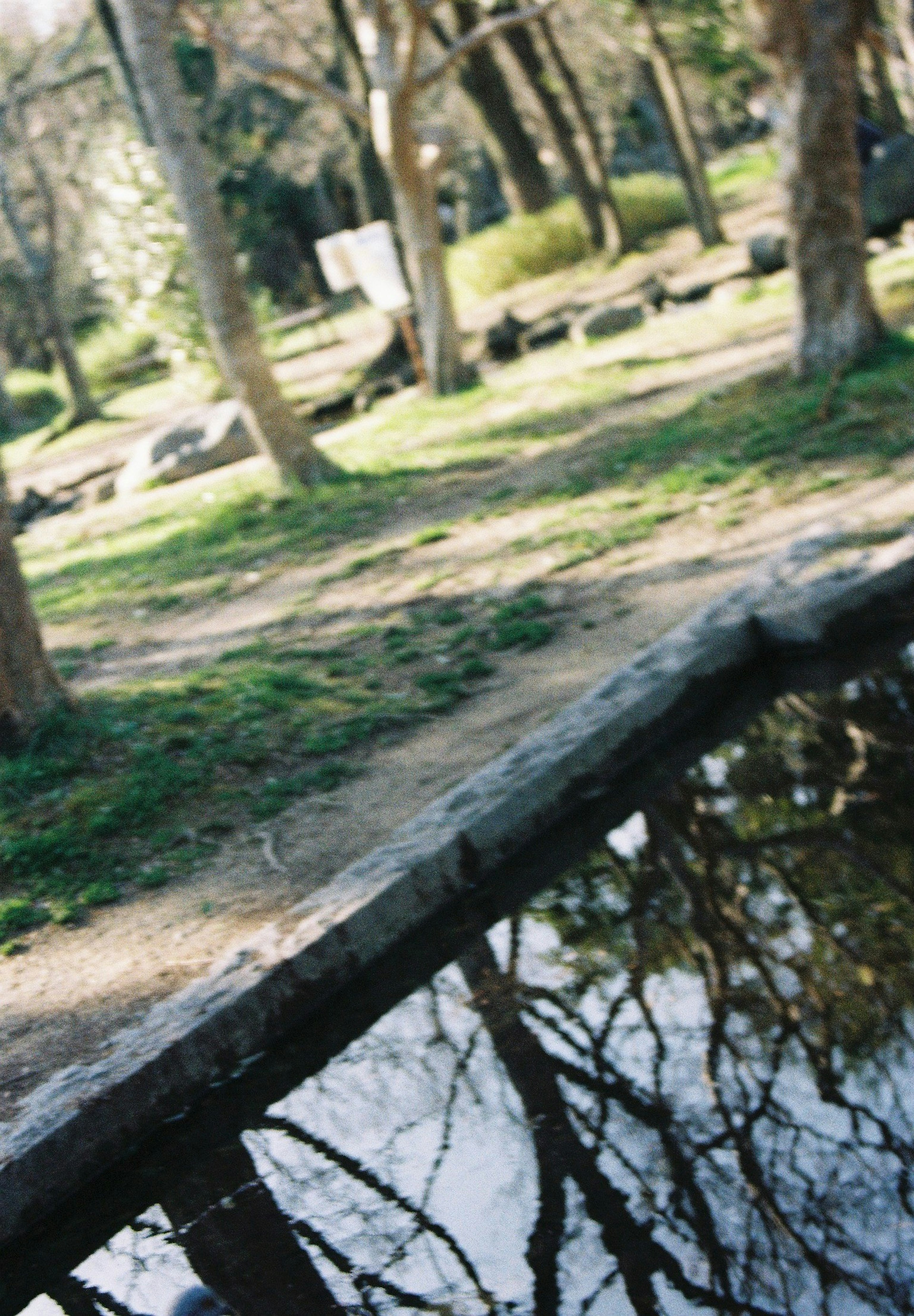 Scena tranquilla del parco con riflessi nello stagno e alberi