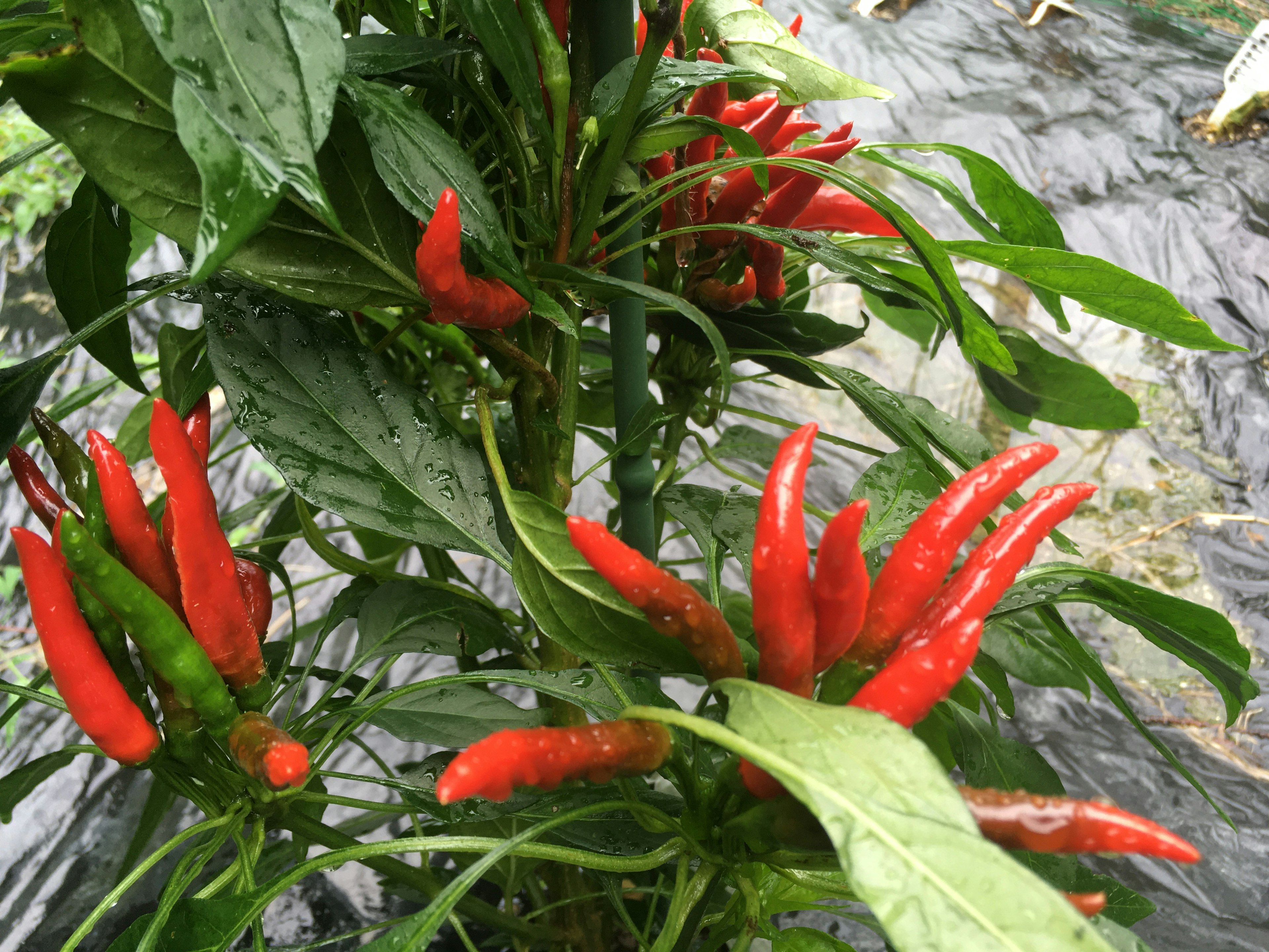 Una planta verde con vibrantes chiles rojos