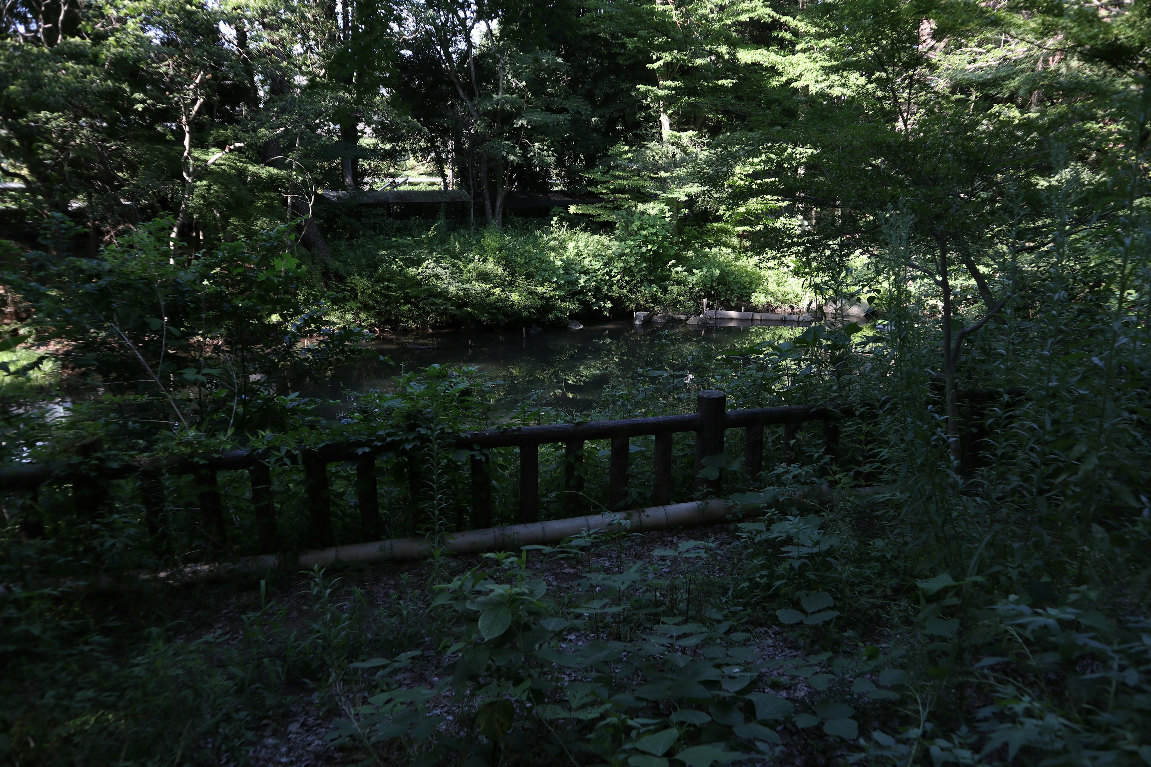 Lush forest scene with a stream and a wooden fence