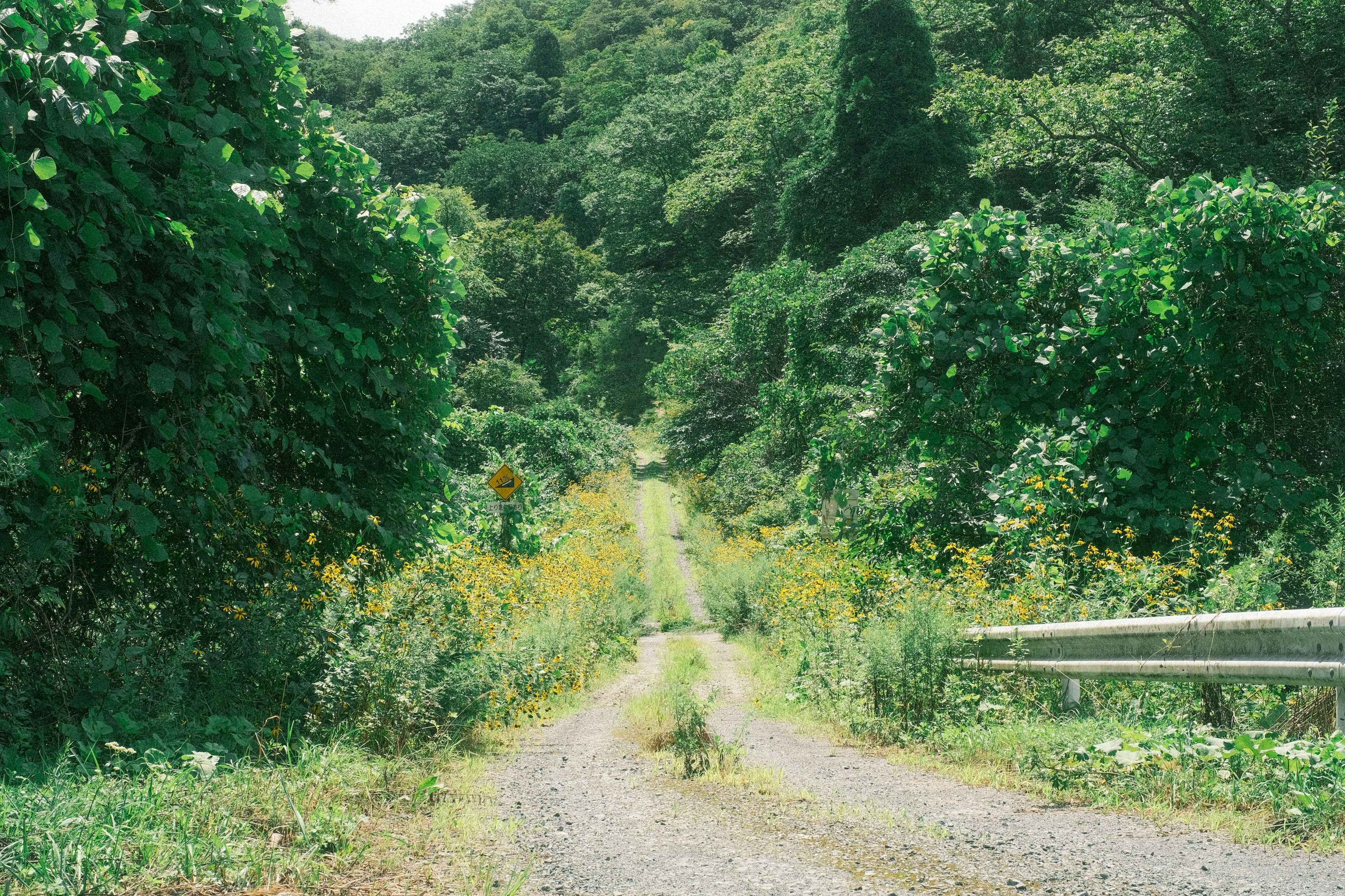 Vue pittoresque d'un chemin de montagne verdoyant avec de l'herbe et des fleurs luxuriantes des deux côtés