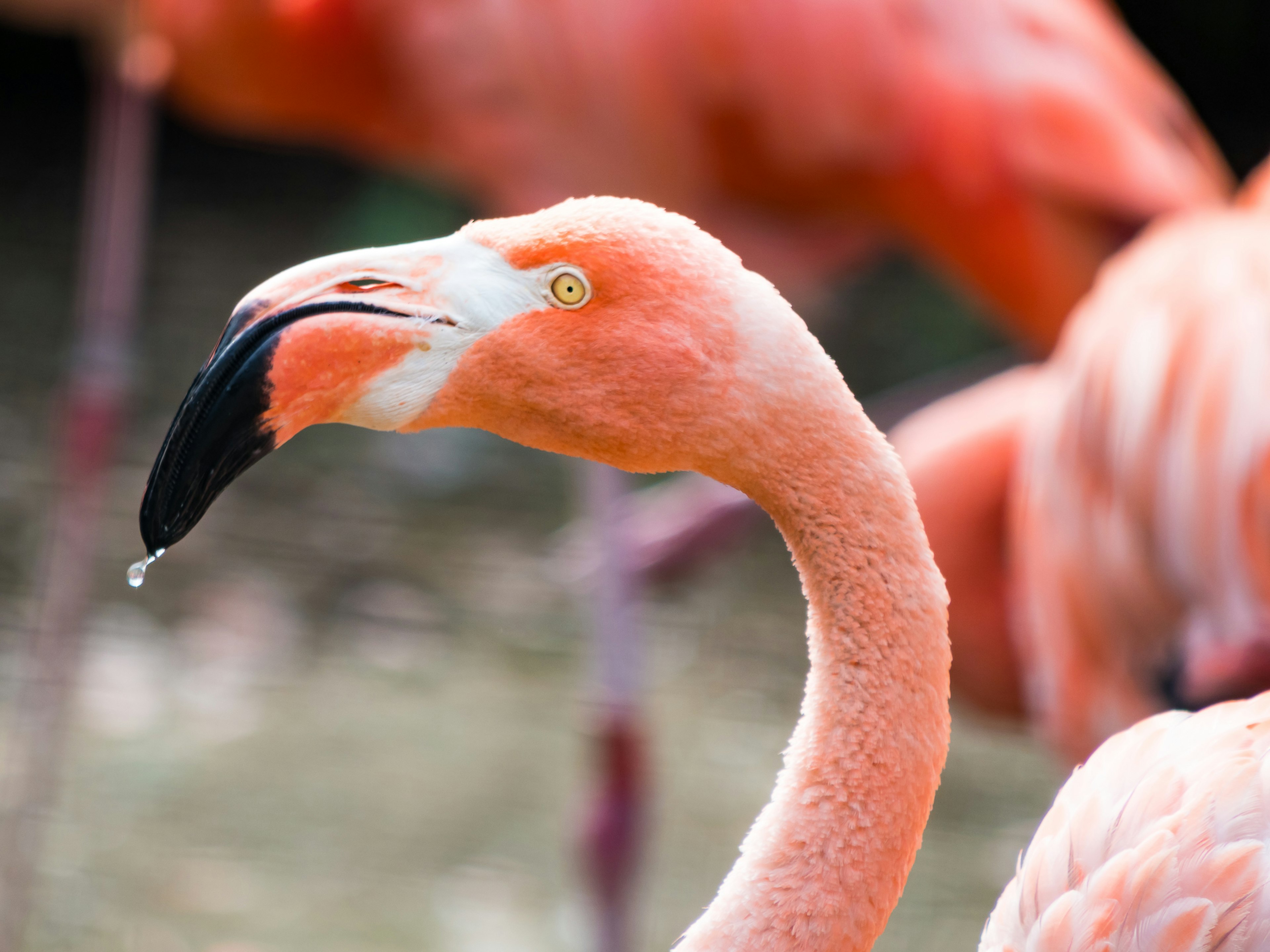 A vibrant pink flamingo with a droplet hanging from its beak