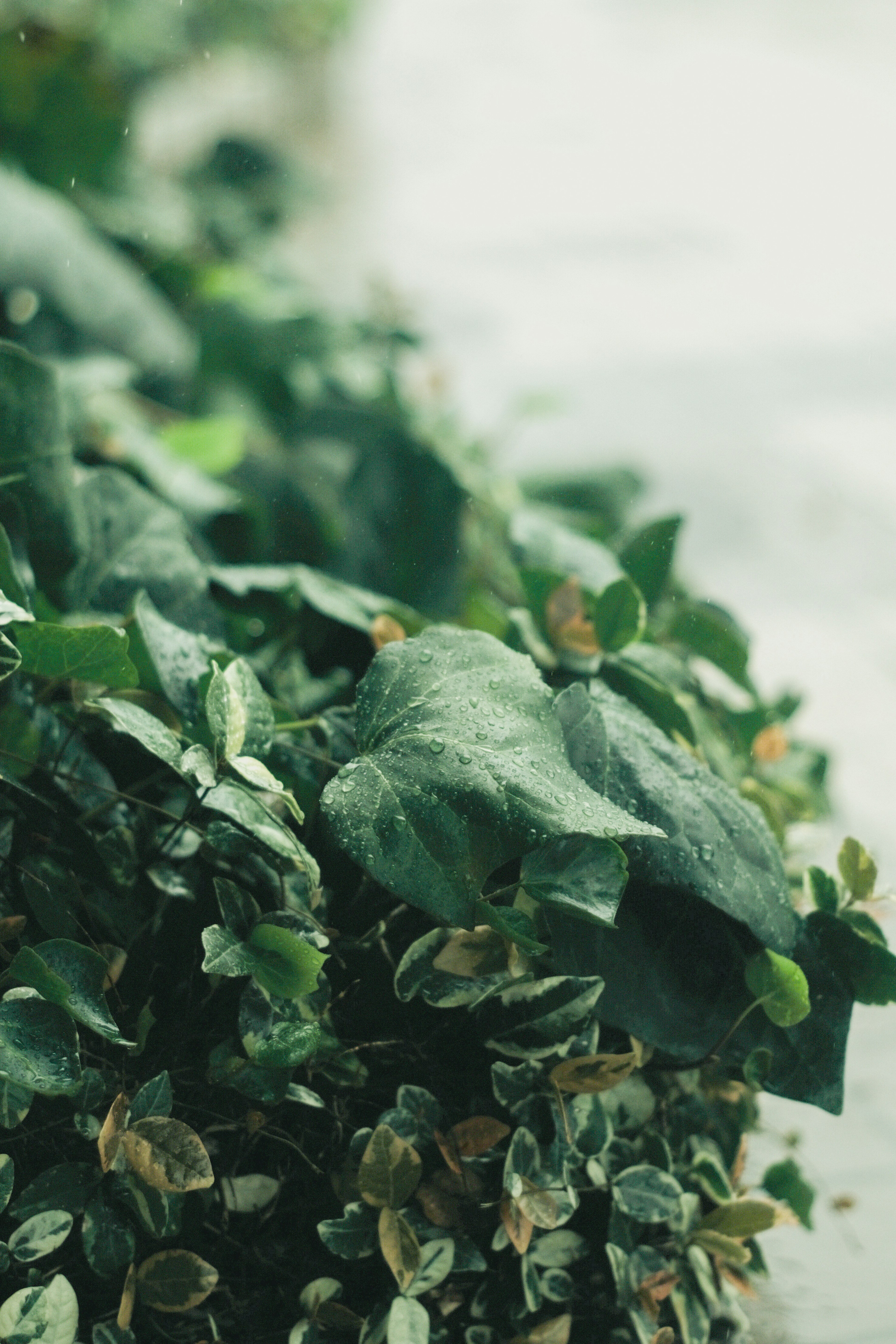 Close-up of lush green foliage with soft focus