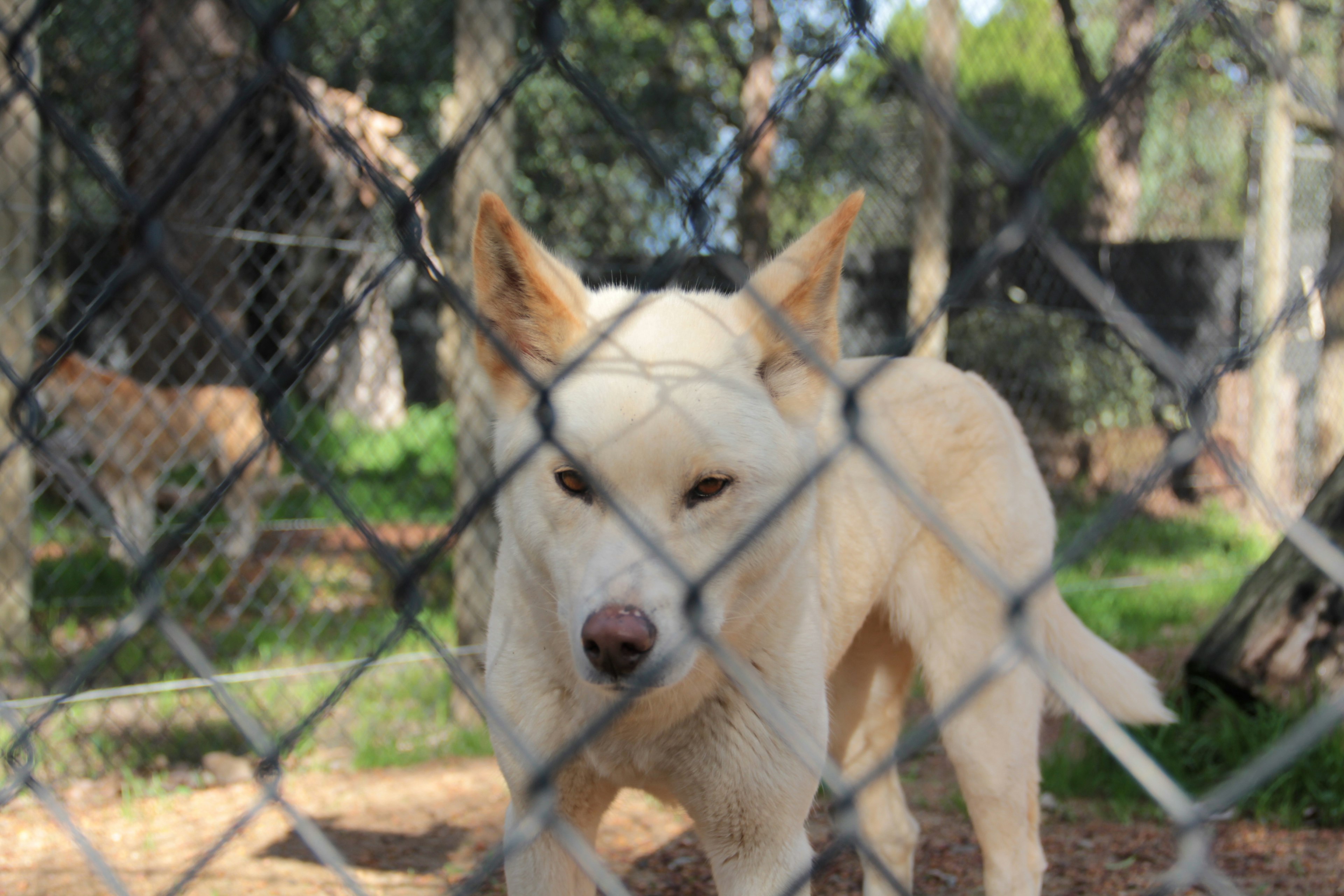 Un chien blanc se tenant derrière une clôture