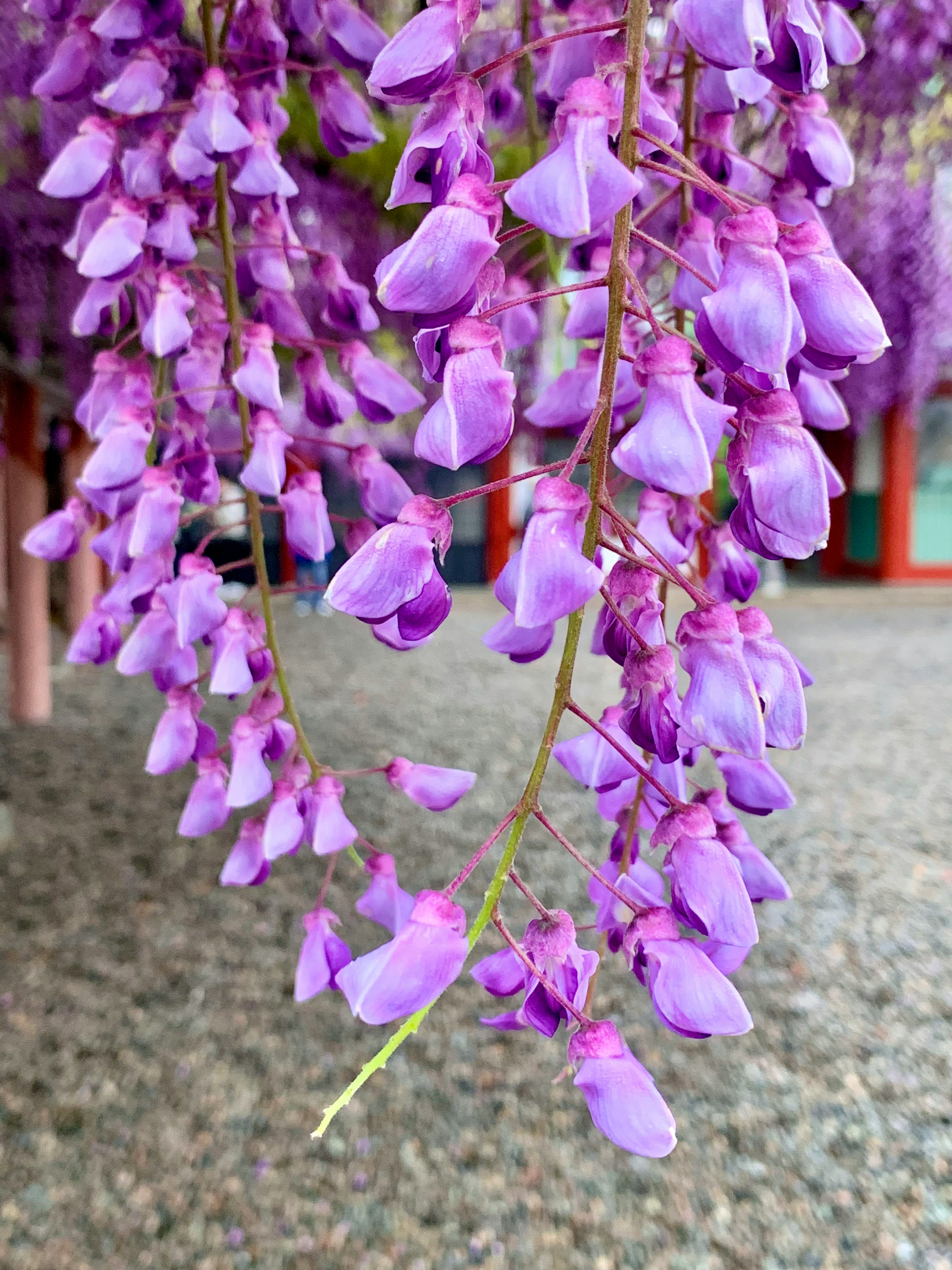 Racimos de flores de glicinia moradas colgando elegantemente