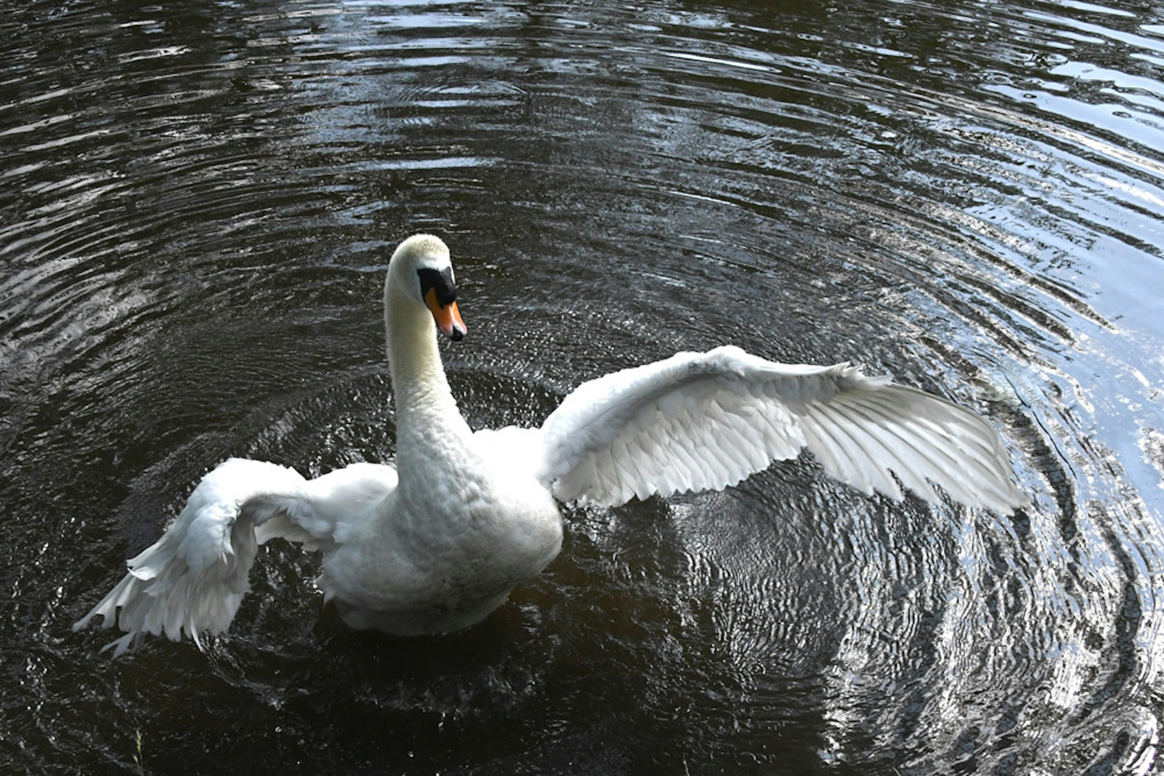 Un bel cigno che apre le ali sulla superficie dell'acqua