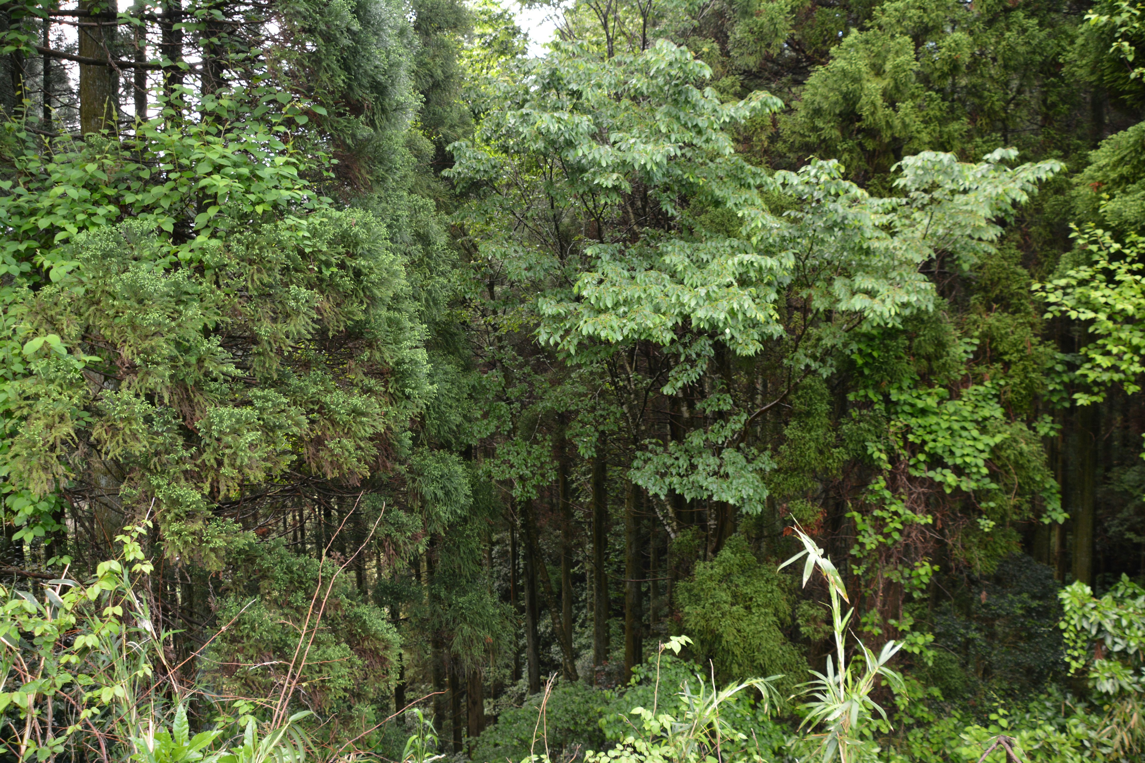 Scena di foresta lussureggiante con alberi e fogliame densi