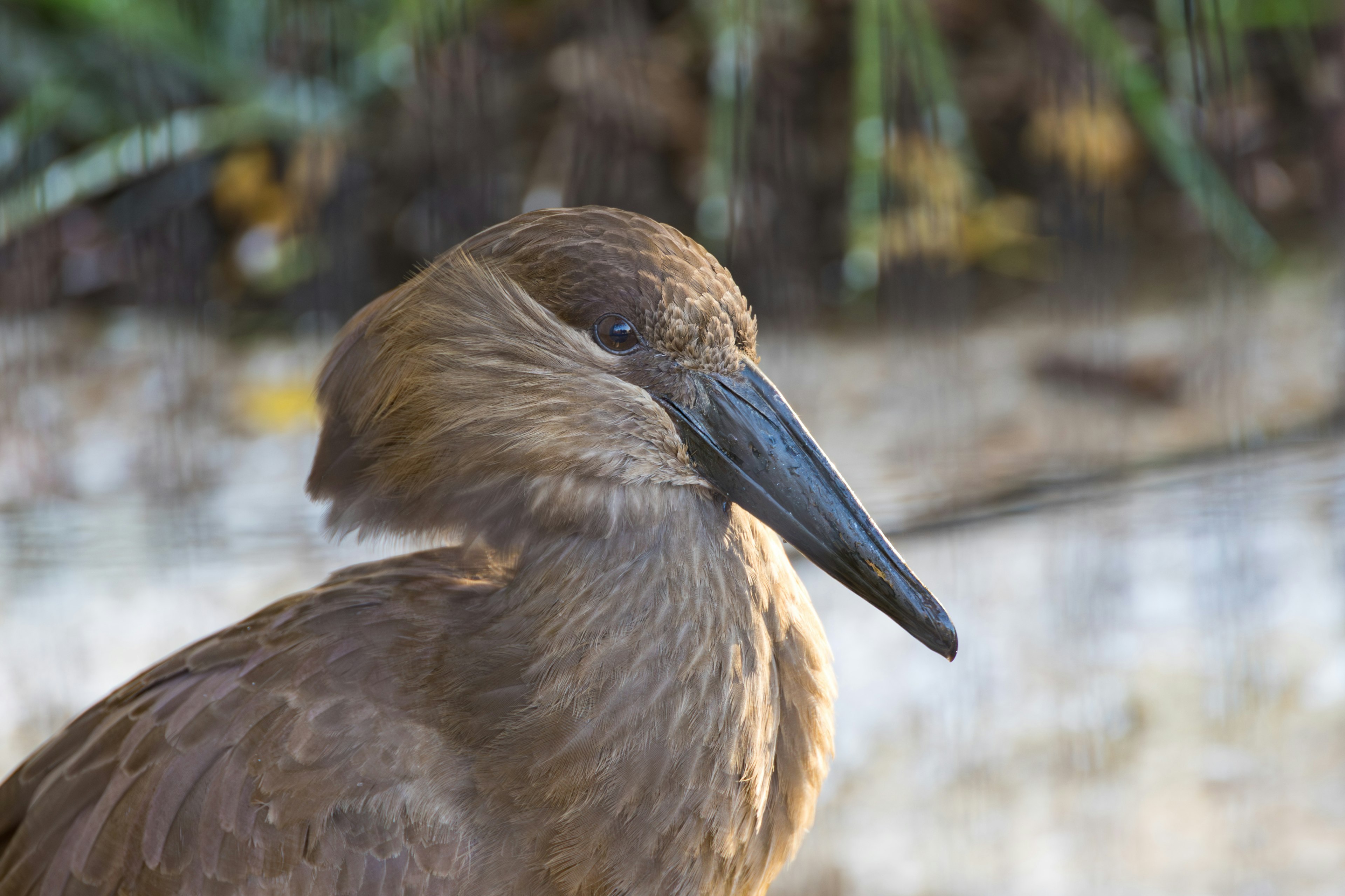 茶色の羽毛を持つ鳥の横顔が特徴的で嘴が黒い