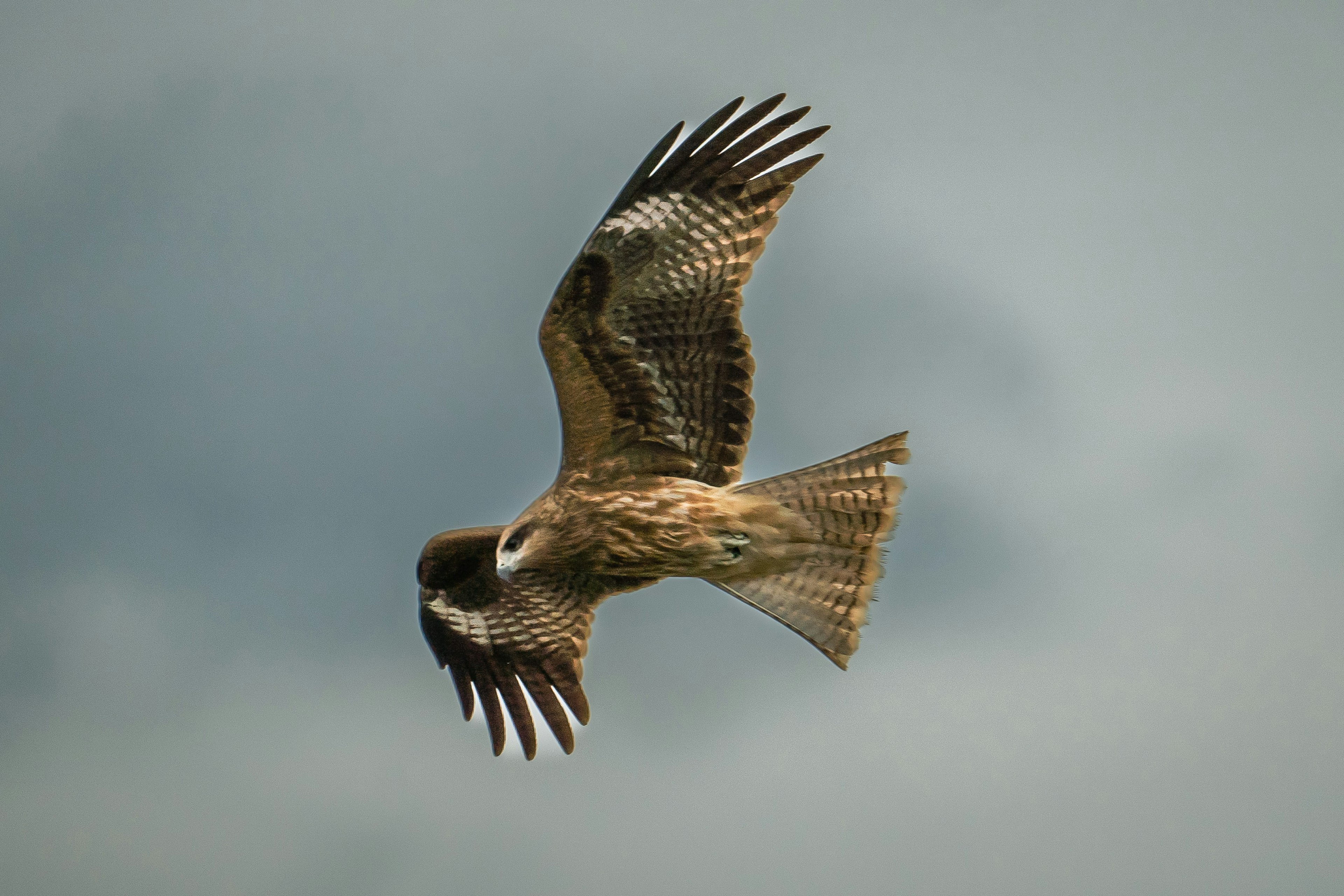 A bird of prey soaring in the sky with outstretched wings