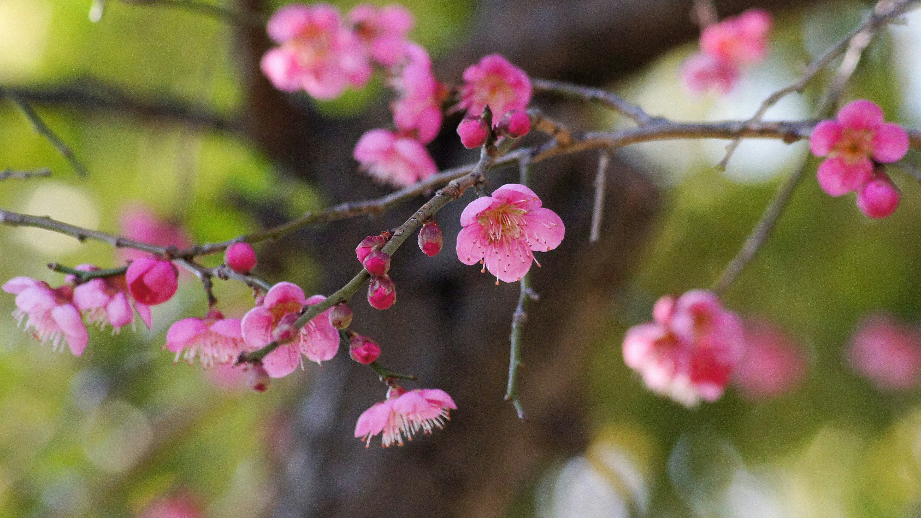 Primer plano de flores de cerezo en una rama