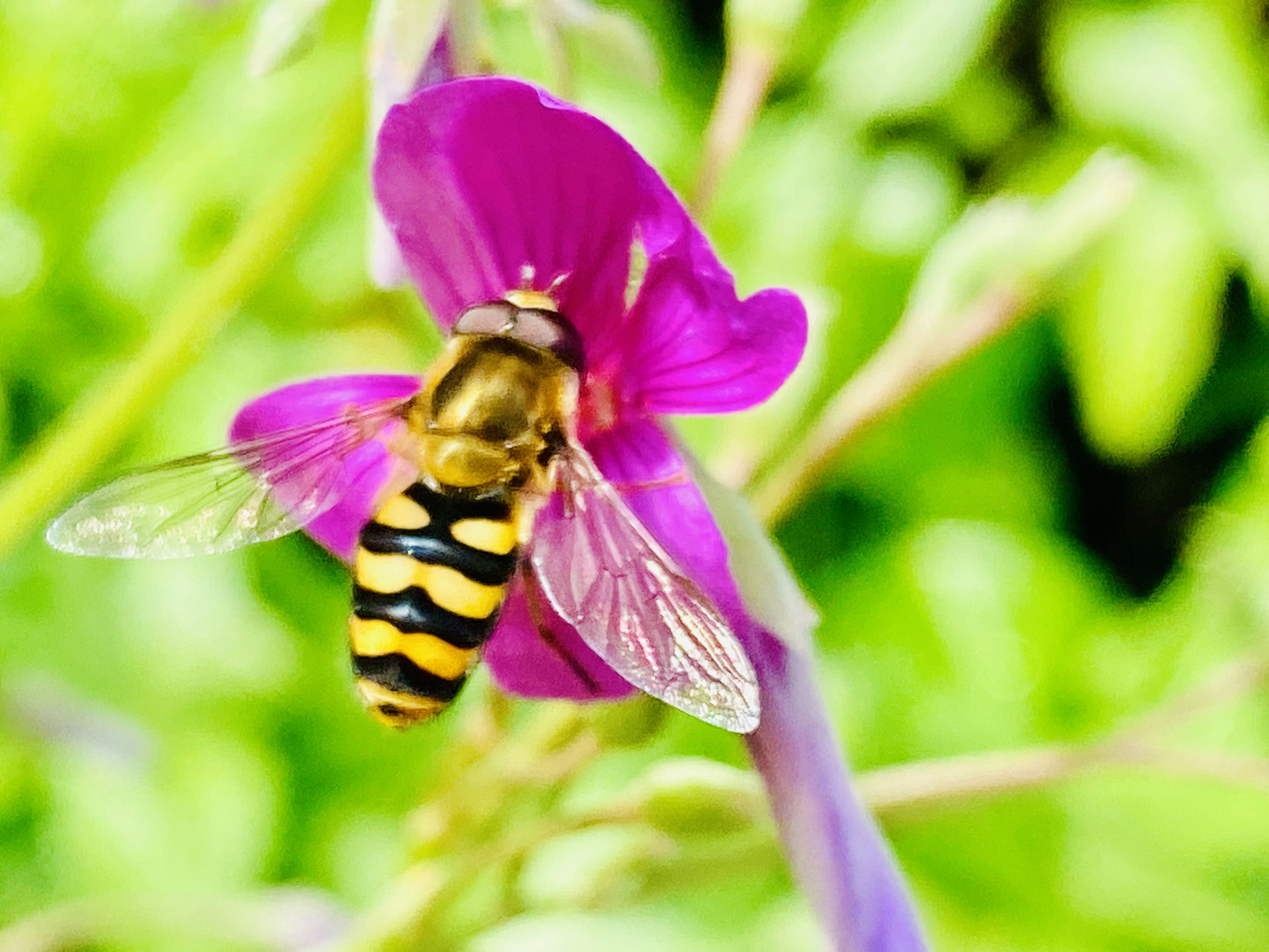 Eine gestreifte gelbe und schwarze Biene auf einer lila Blume