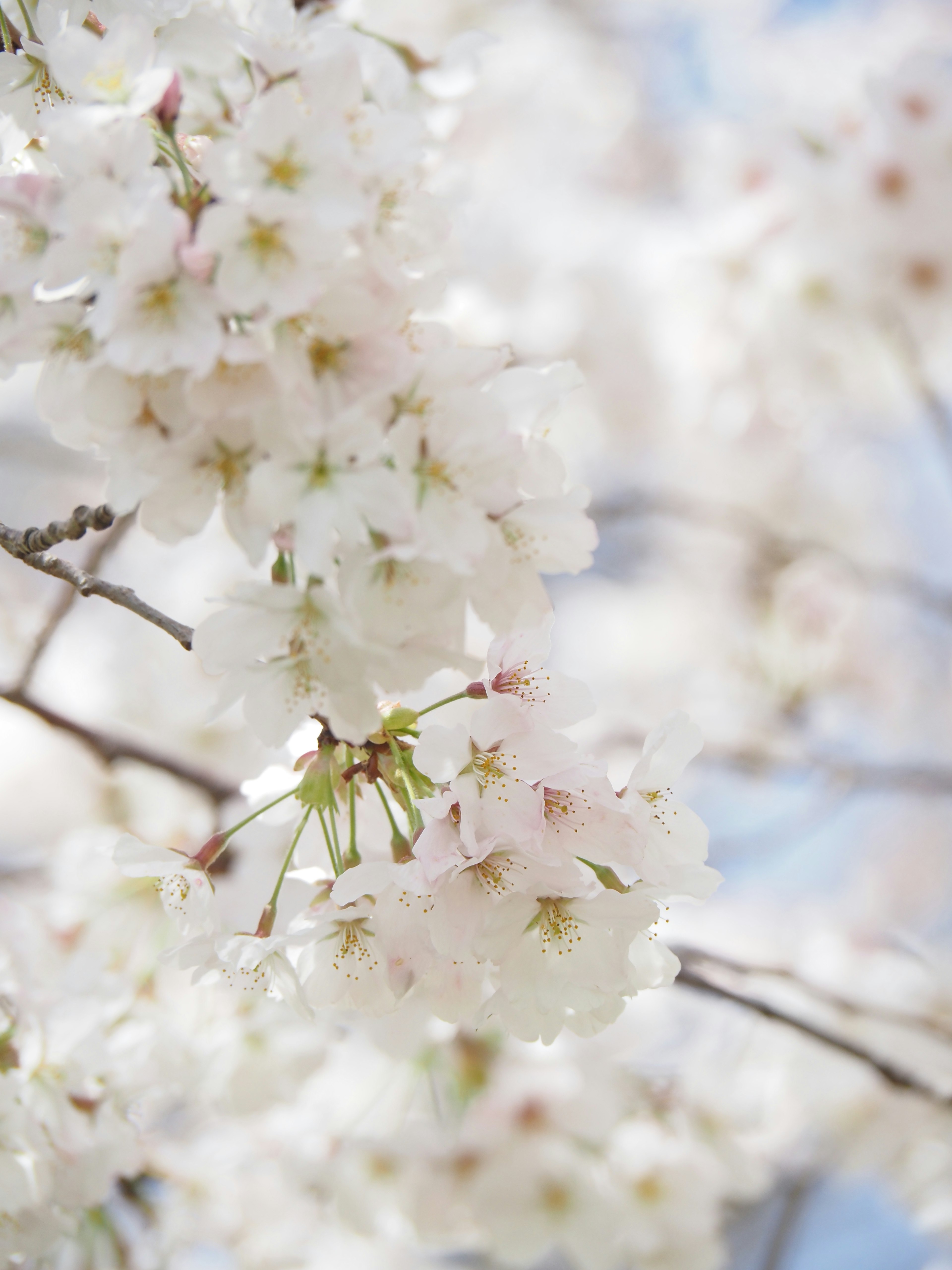 Nahaufnahme von Kirschbaumzweigen mit weißen Blüten vor blauem Himmel