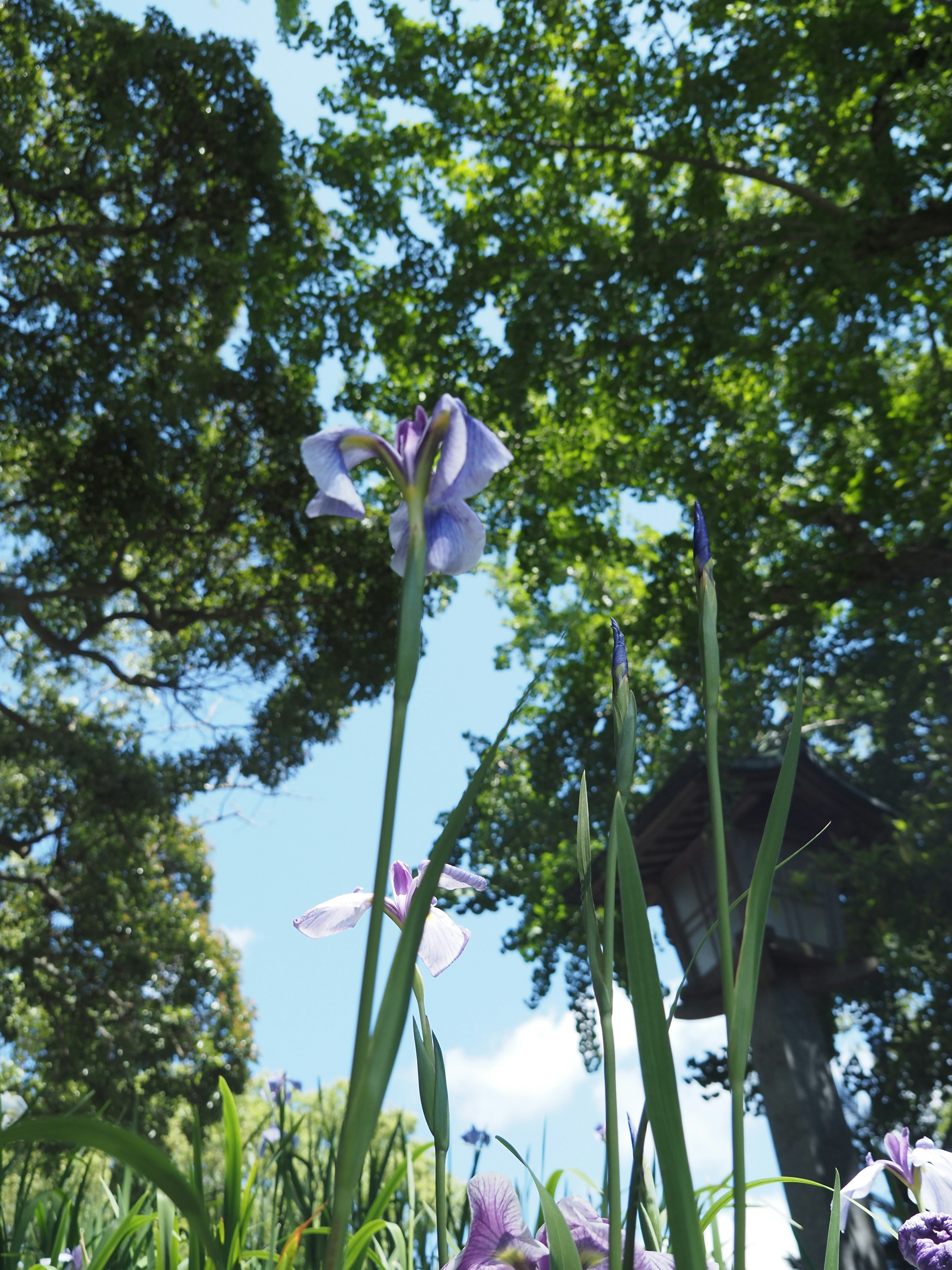 Lila Blumen blühen unter einem blauen Himmel