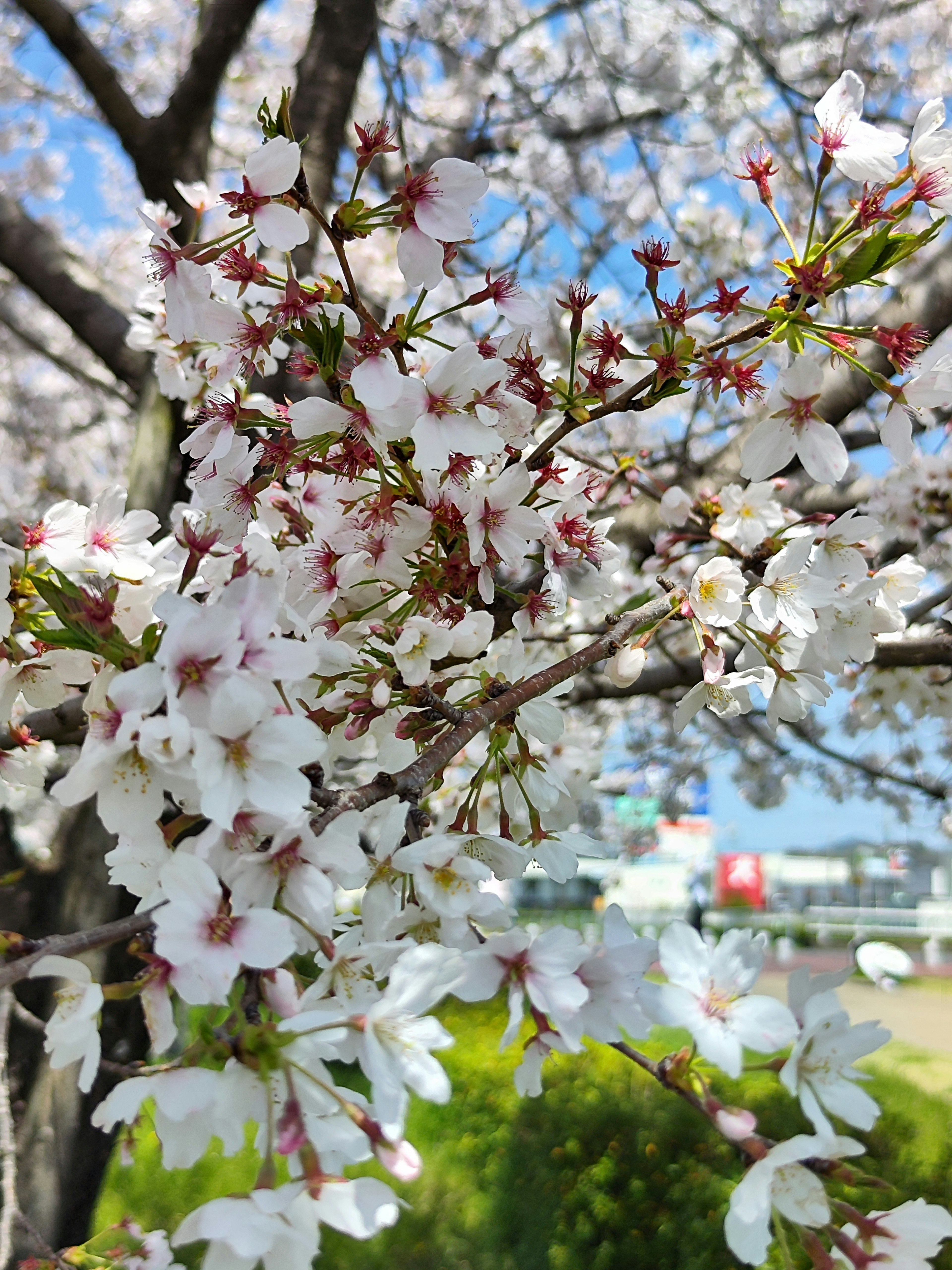 蓝天背景下樱花树枝的特写