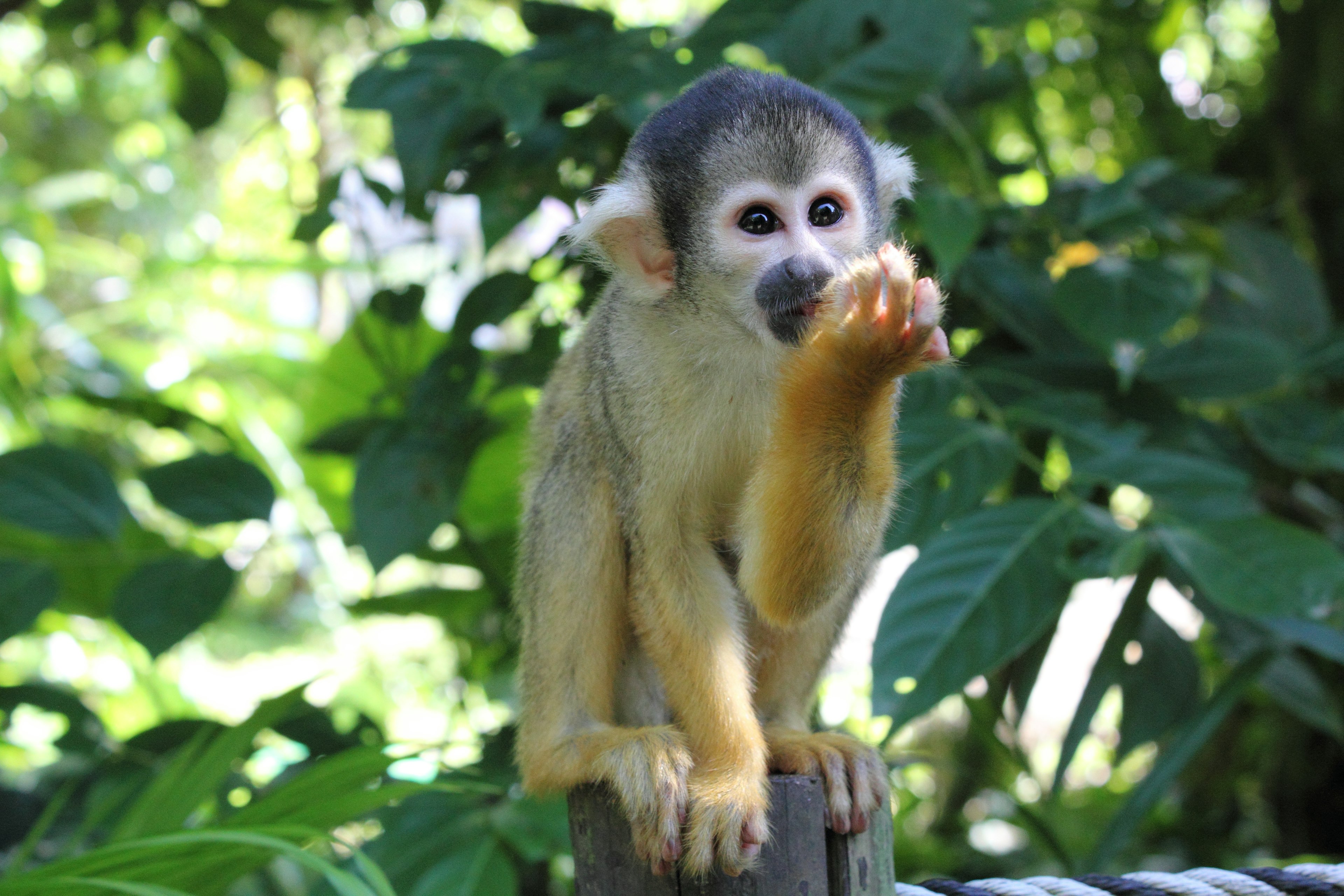 A monkey sitting on a log with its hand raised against a lush green background